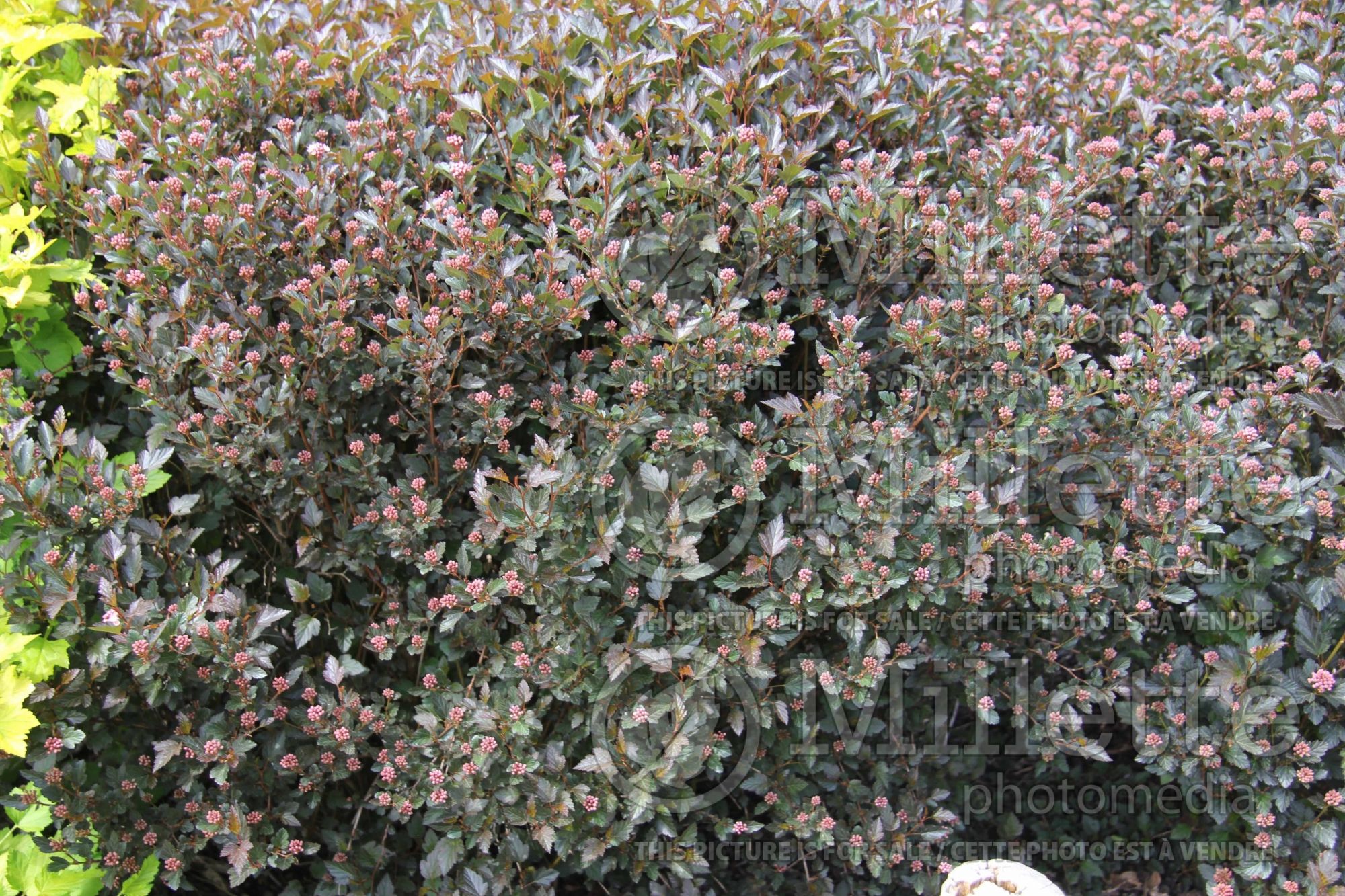 Physocarpus Little Devil aka Donna May (Ninebark) 16