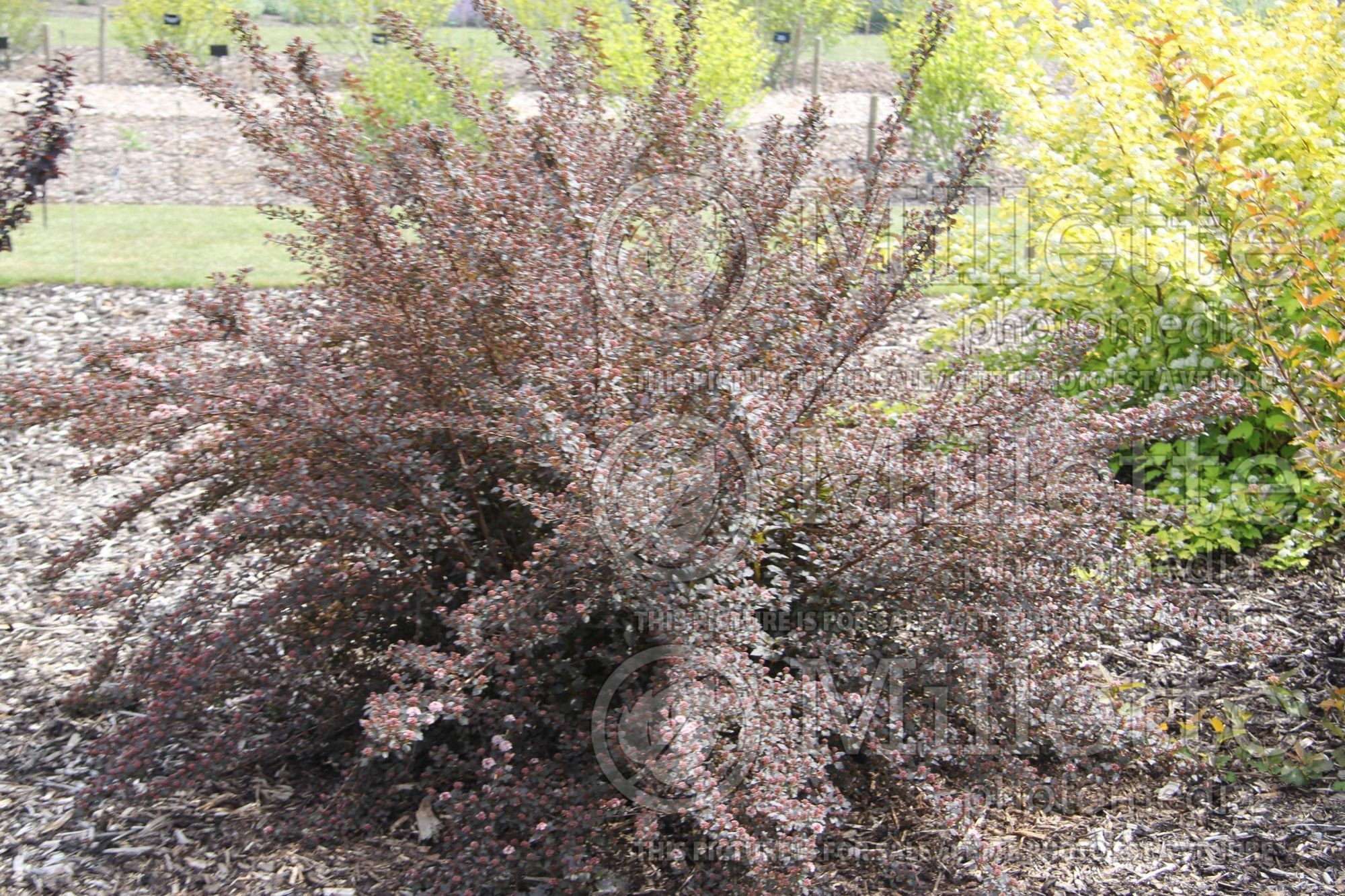 Physocarpus Little Joker aka Hoogi021 (Ninebark) 2