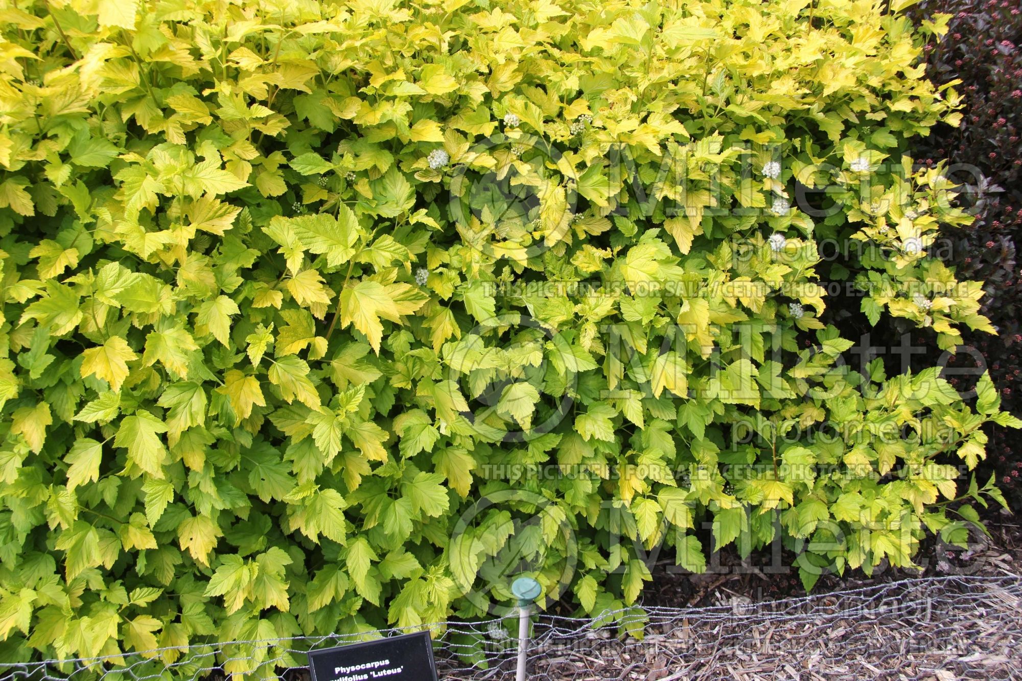 Physocarpus Luteus (Ninebark) 3