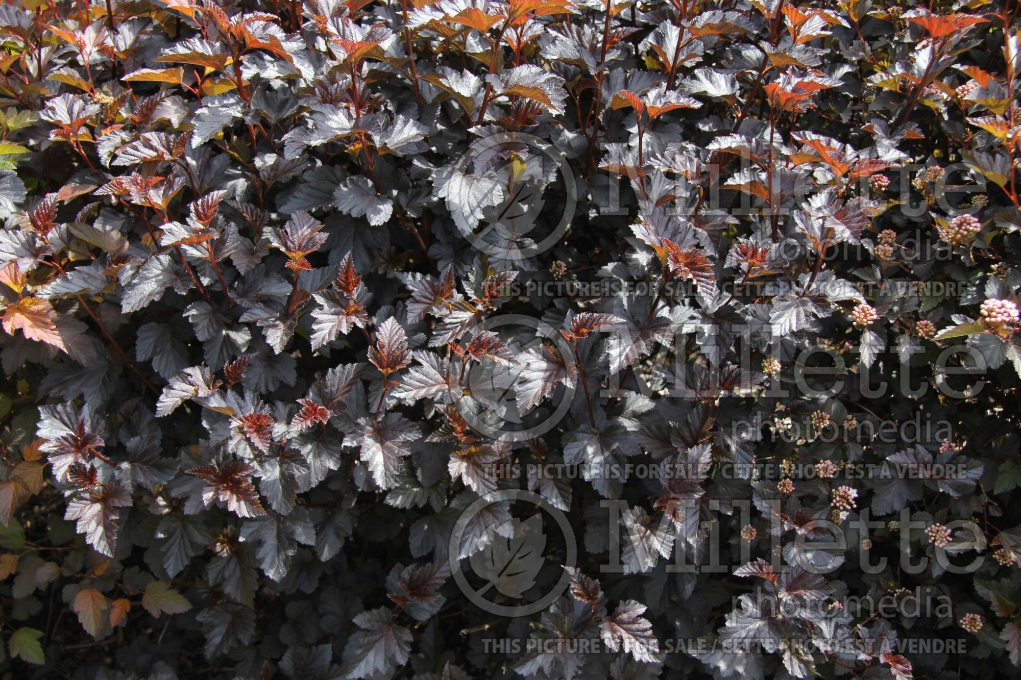 Physocarpus Midnight aka Jonight (Ninebark) 1