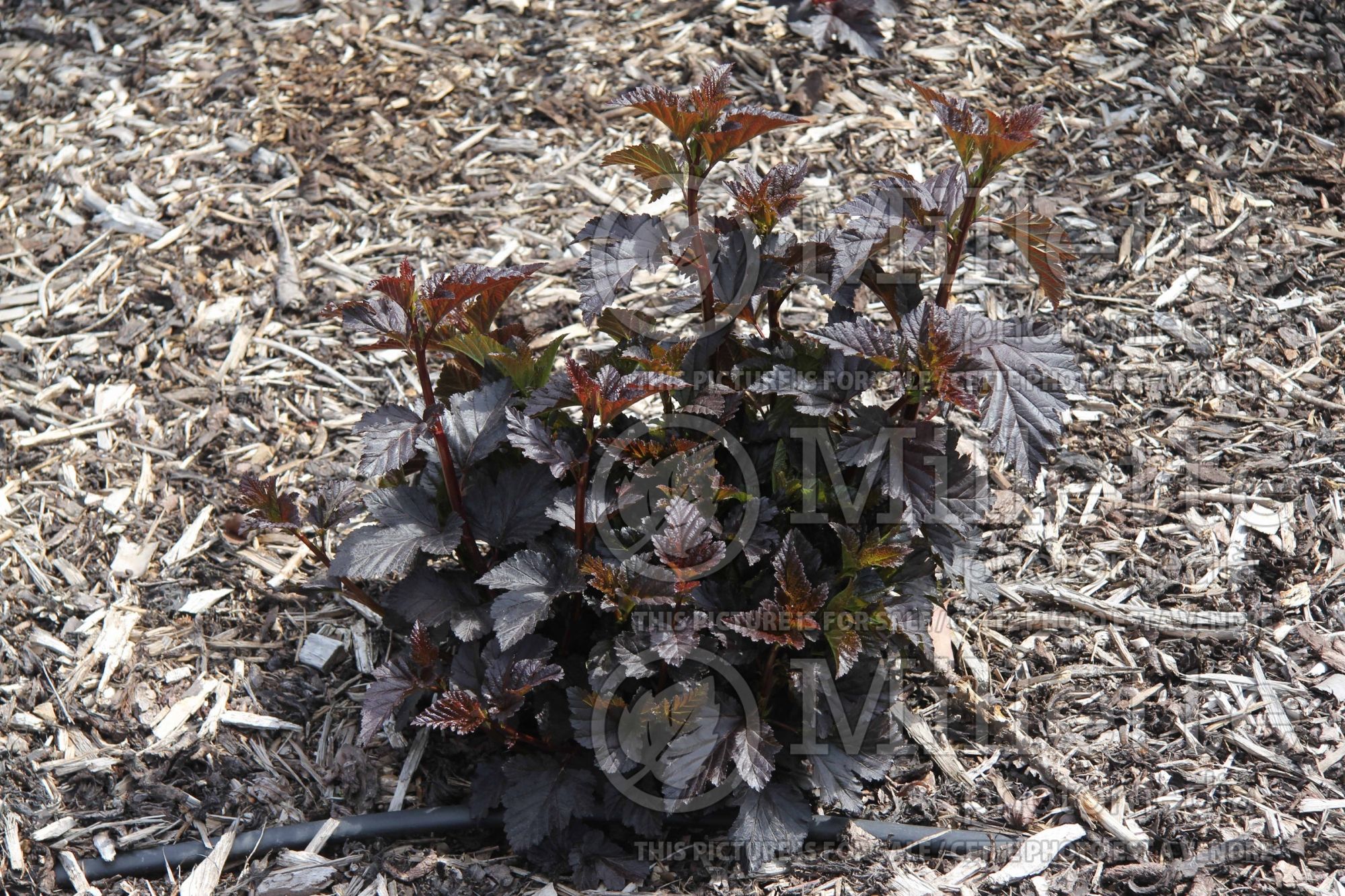 Physocarpus Midnight aka Jonight (Ninebark) 2