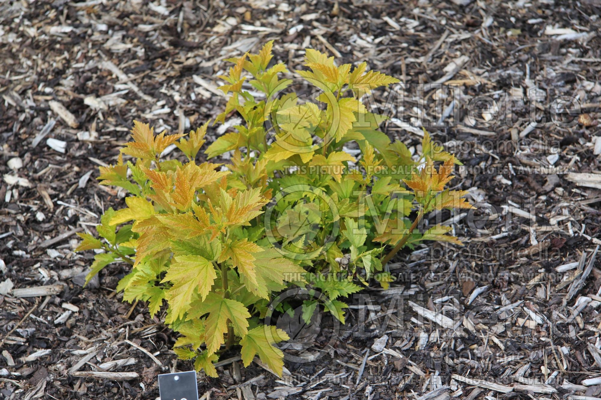 Physocarpus Nugget (Ninebark) 7