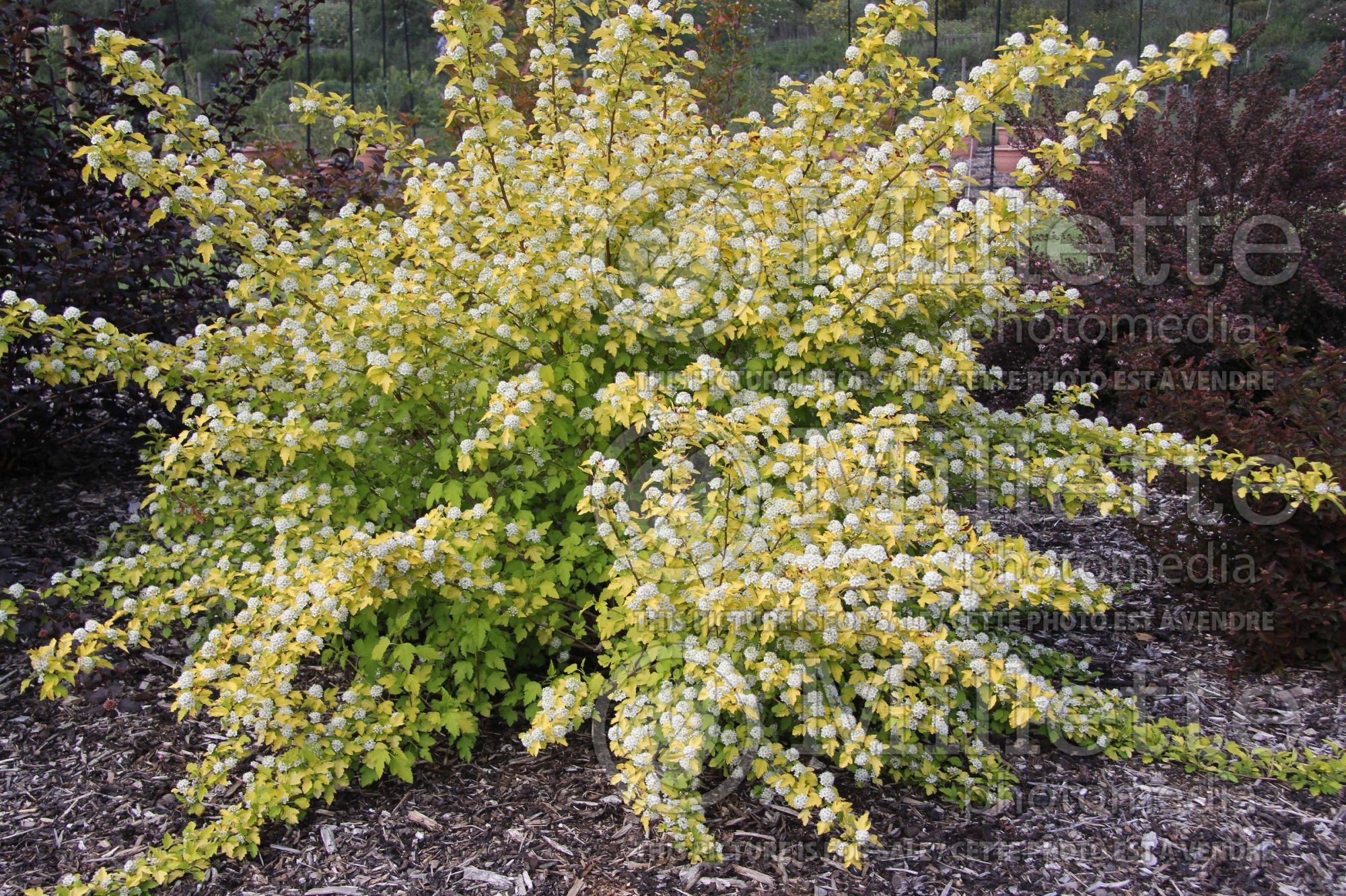 Physocarpus Nugget (Ninebark) 8