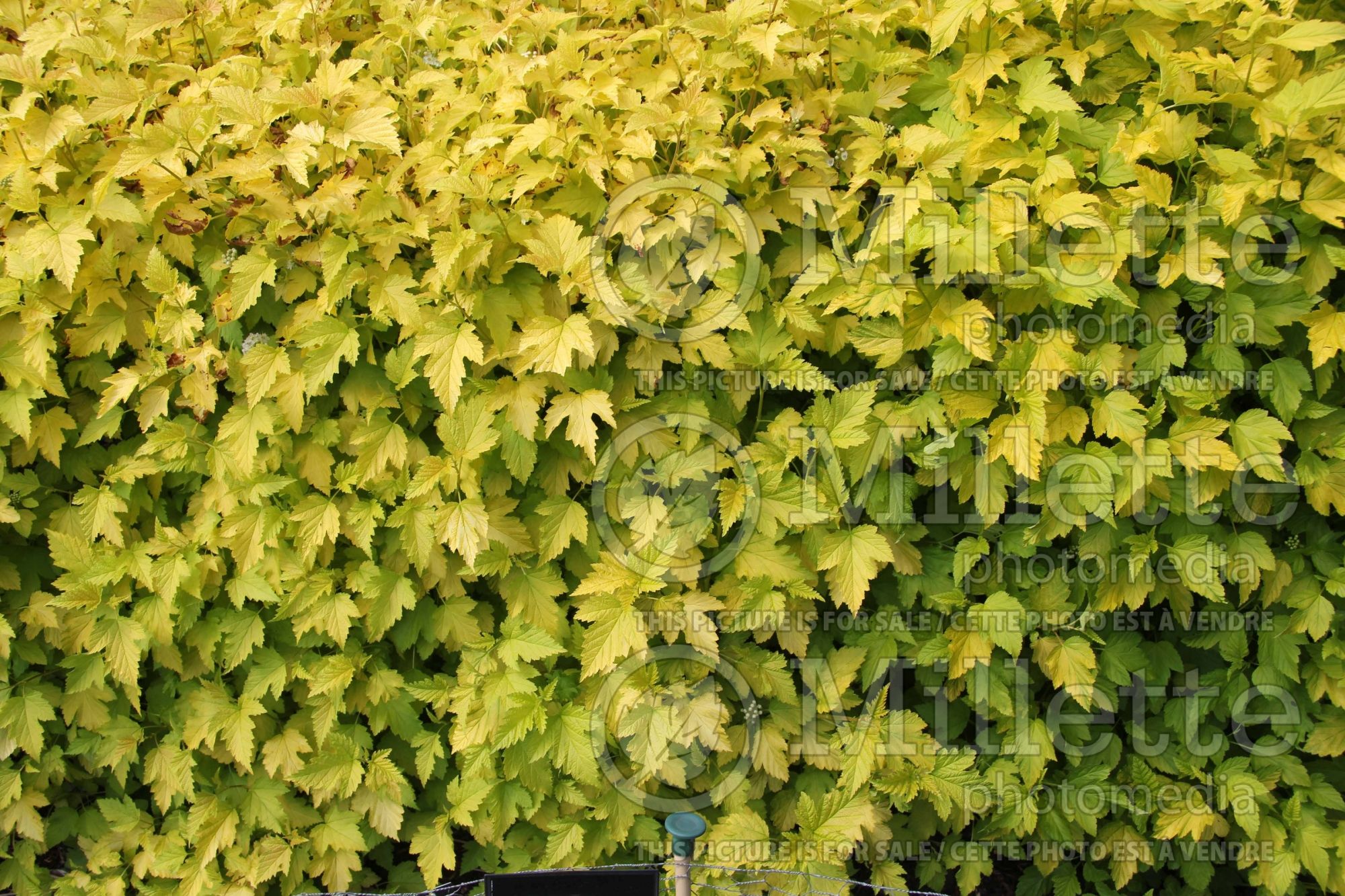Physocarpus Nugget (Ninebark) 9