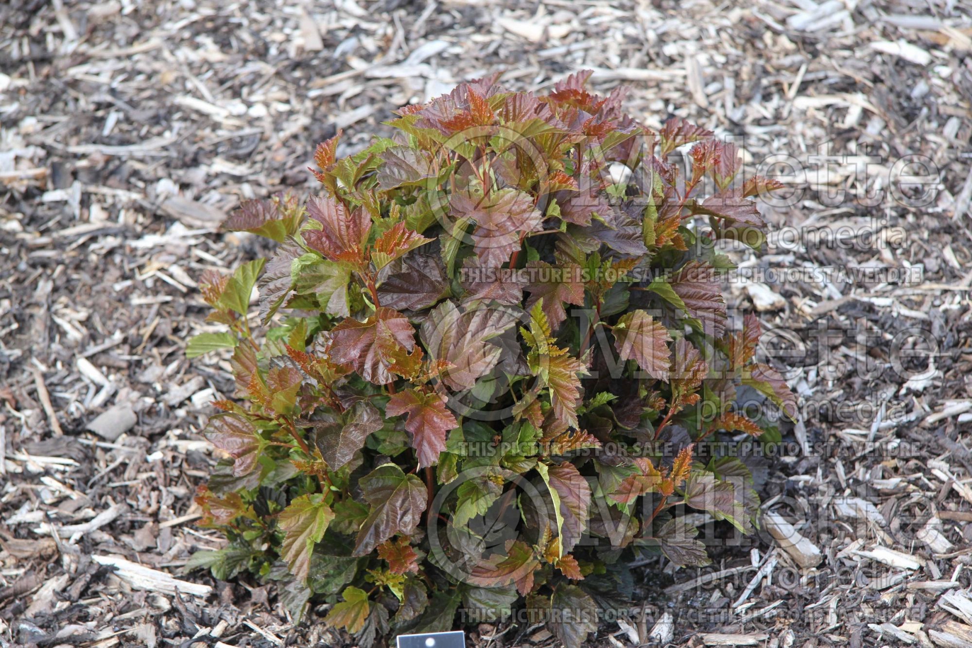 Physocarpus Perspectiva (Ninebark) 1