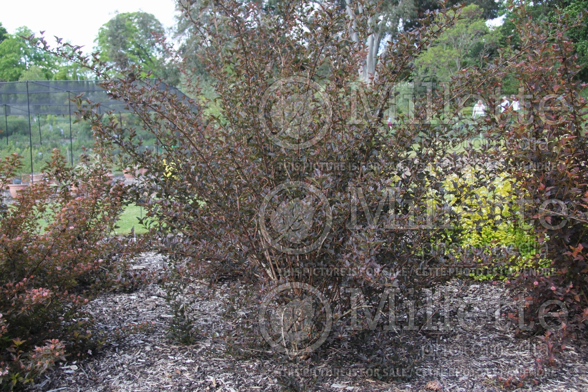 Physocarpus Red Baron (Ninebark) 6