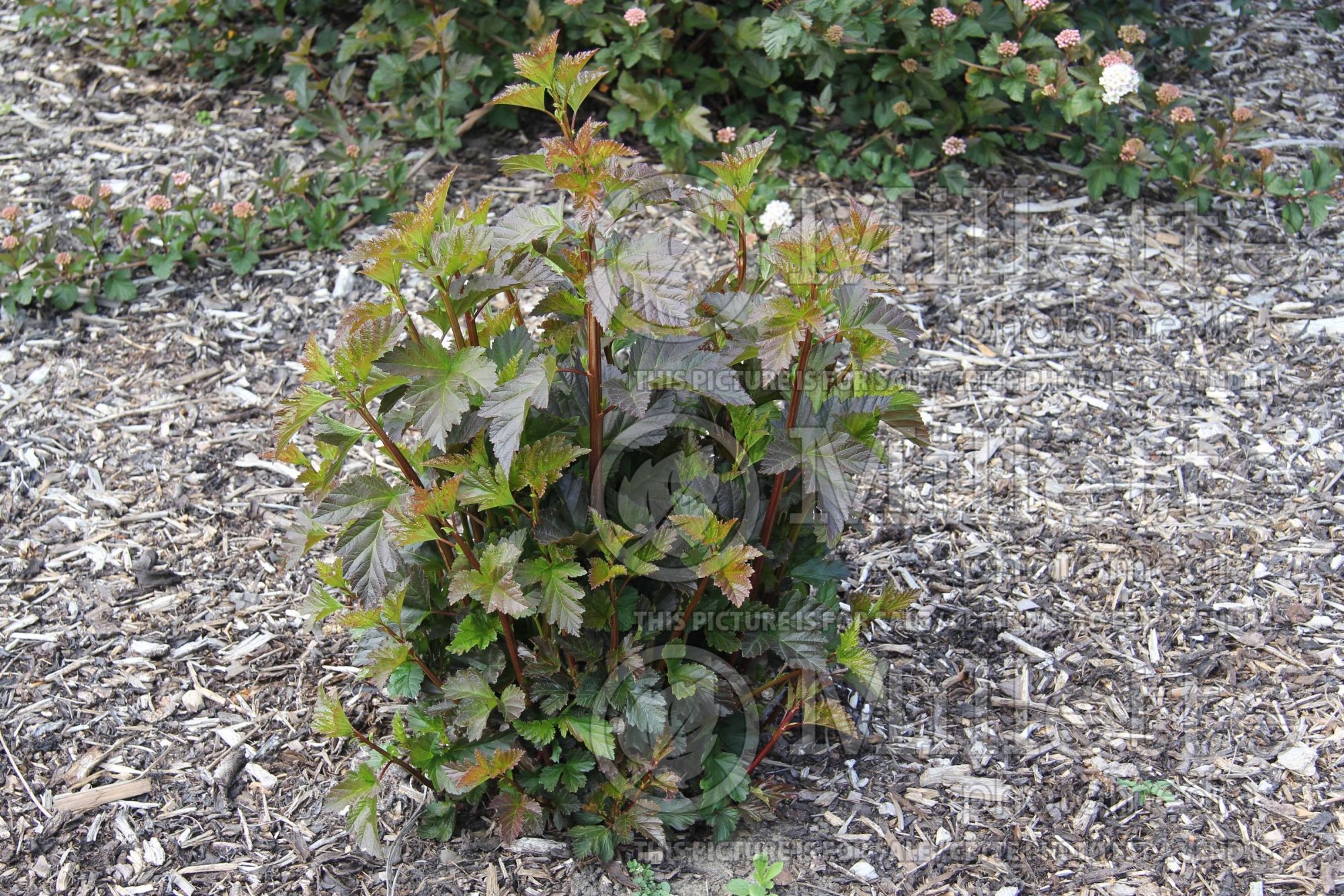 Physocarpus Summer Moon aka Tuimon (Ninebark) 1
