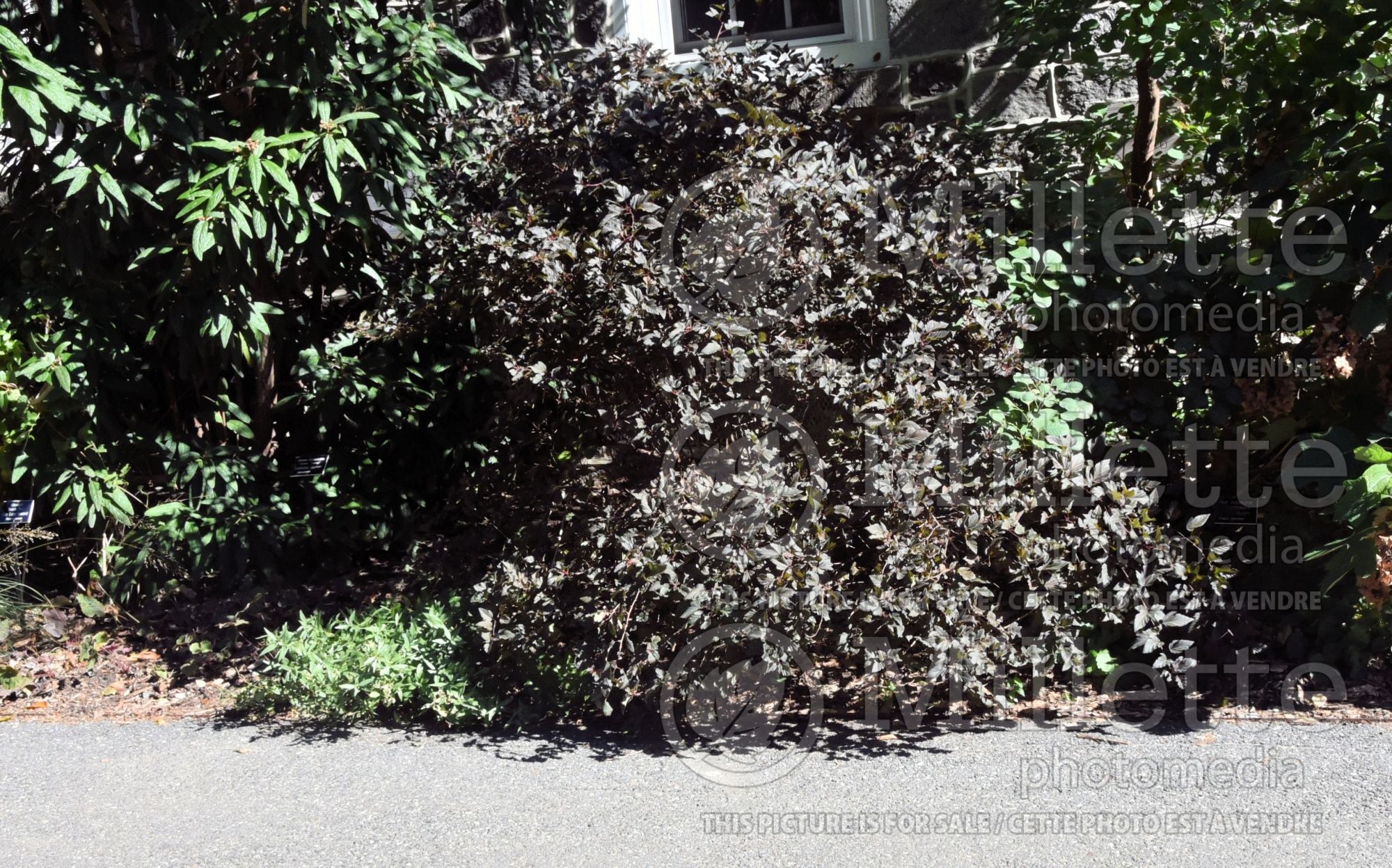 Physocarpus Summer Wine aka Seward (Ninebark) 10