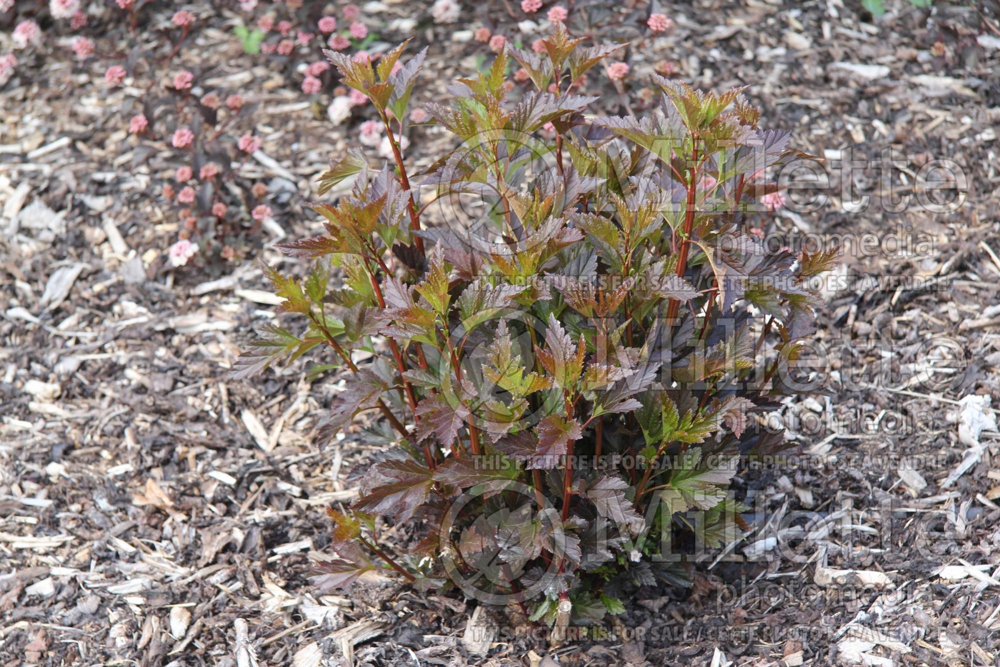 Physocarpus Summer Wine aka Seward (Ninebark) 11
