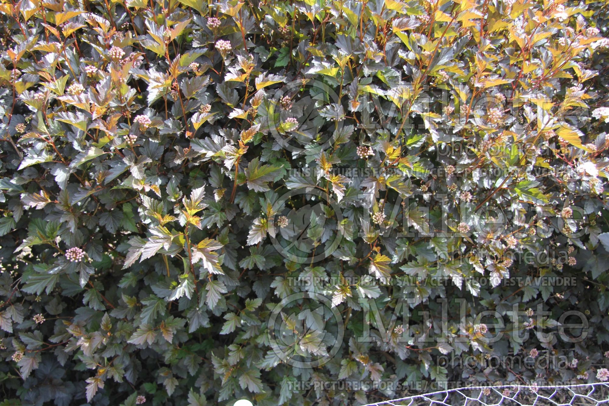 Physocarpus Summer Wine aka Seward (Ninebark) 13