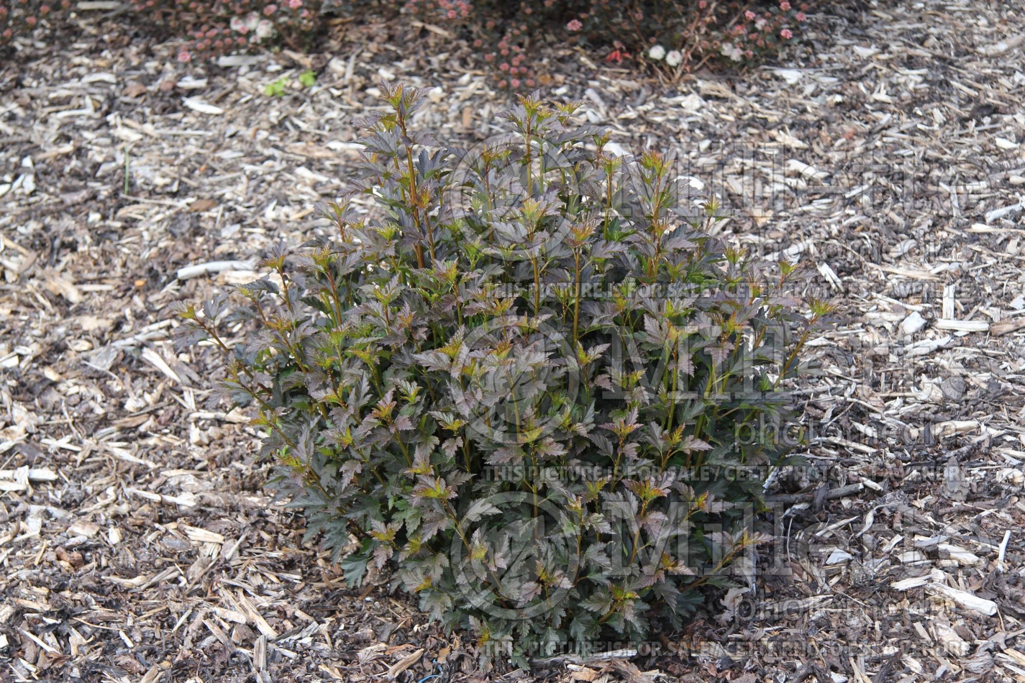 Physocarpus Tiny Wine (Ninebark) 2