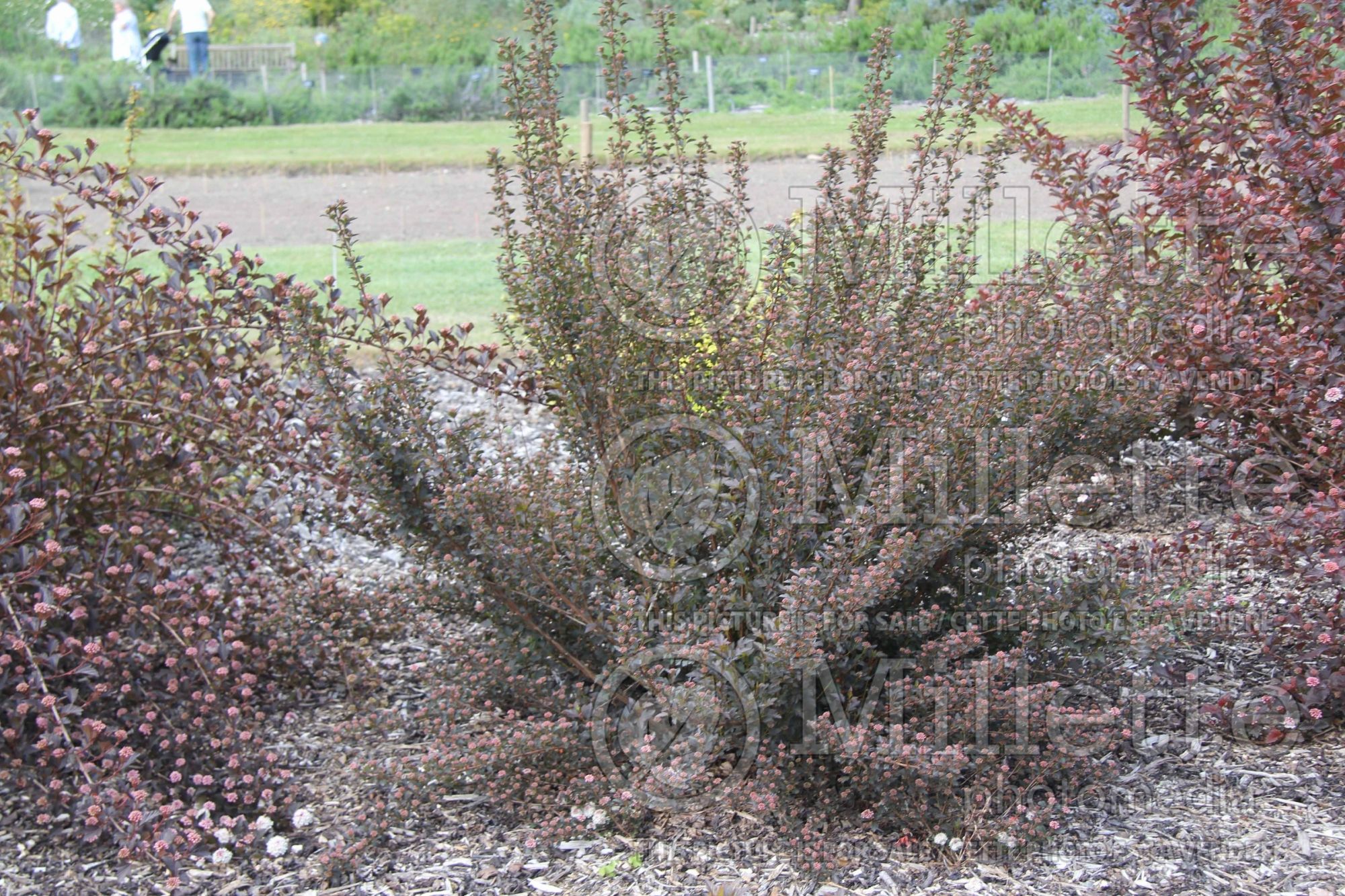 Physocarpus Tiny Wine (Ninebark) 3