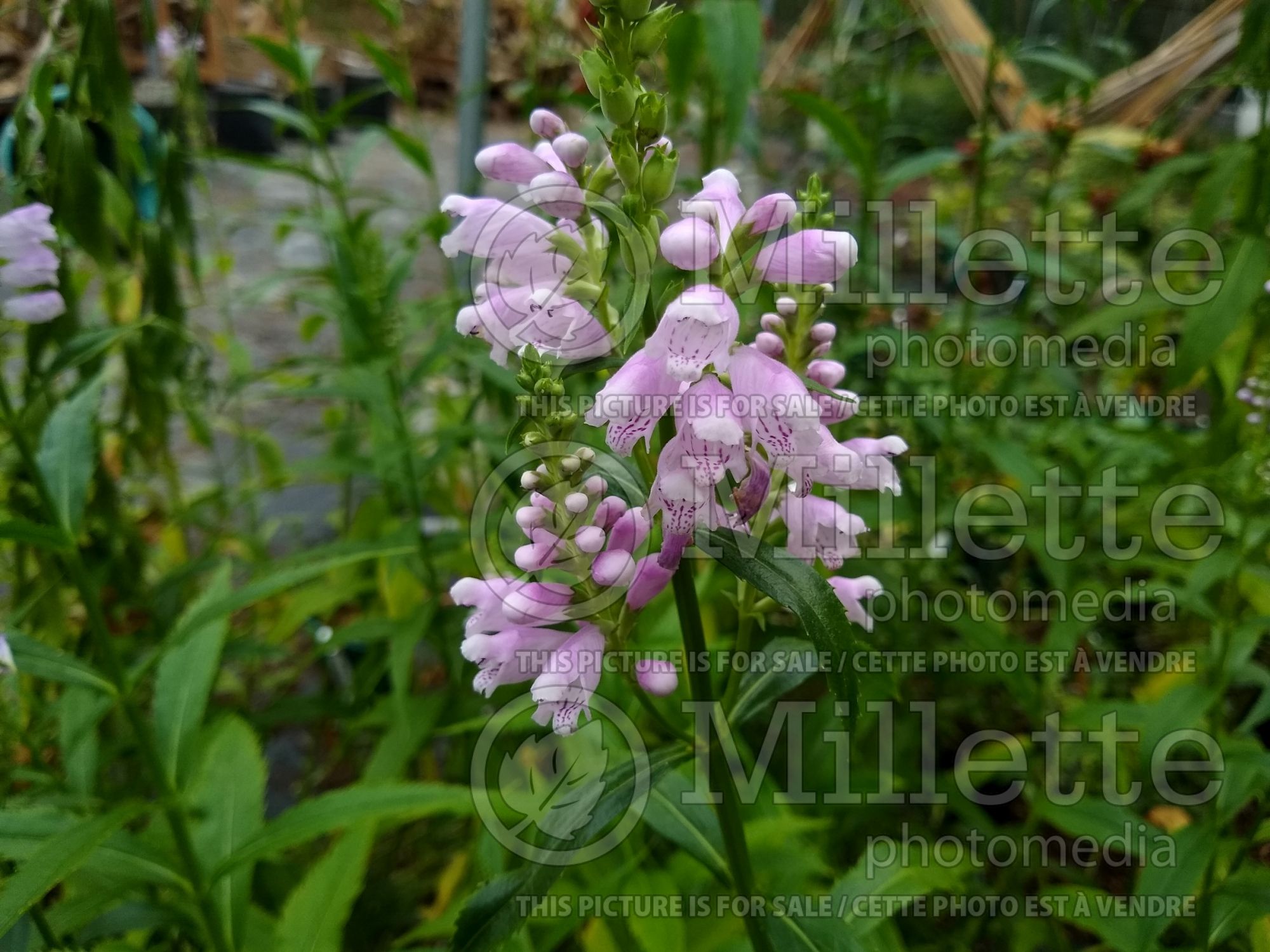 Physostegia Rosea (Obedient Plant) 1