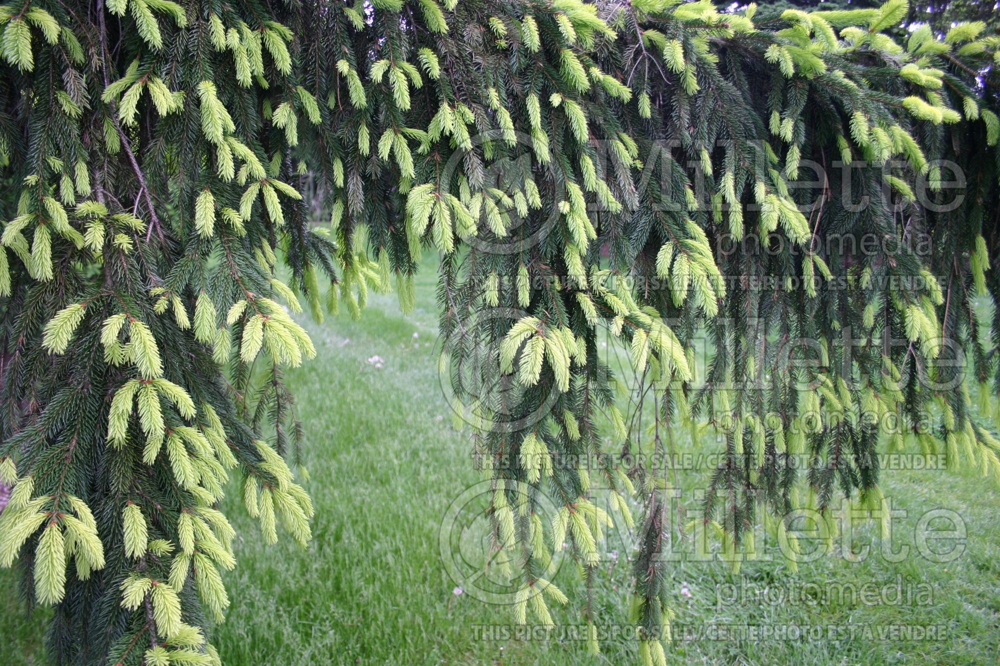 Picea Argenteospicata (Spruce conifer) 1