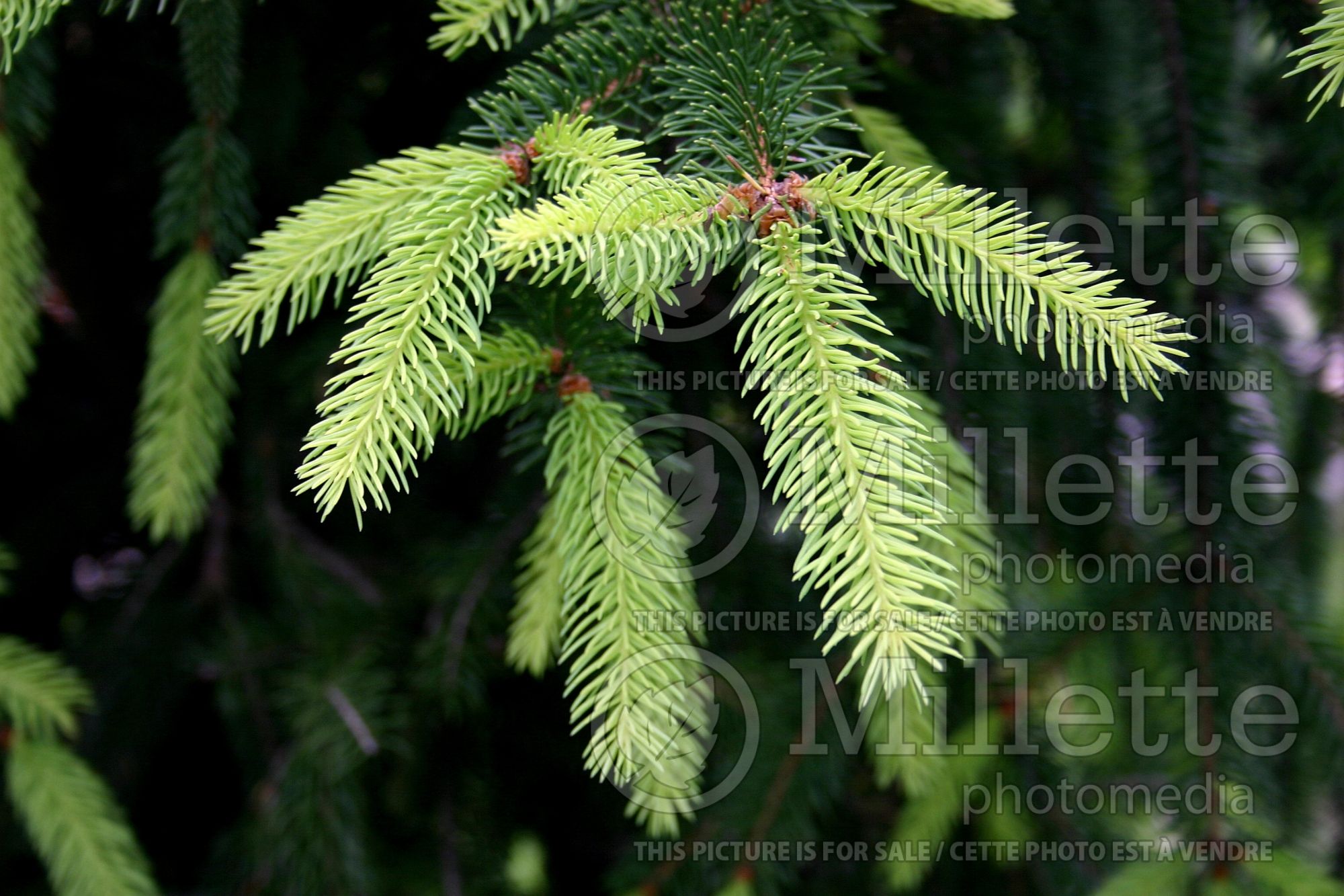 Picea Aurea (Spruce conifer) 2