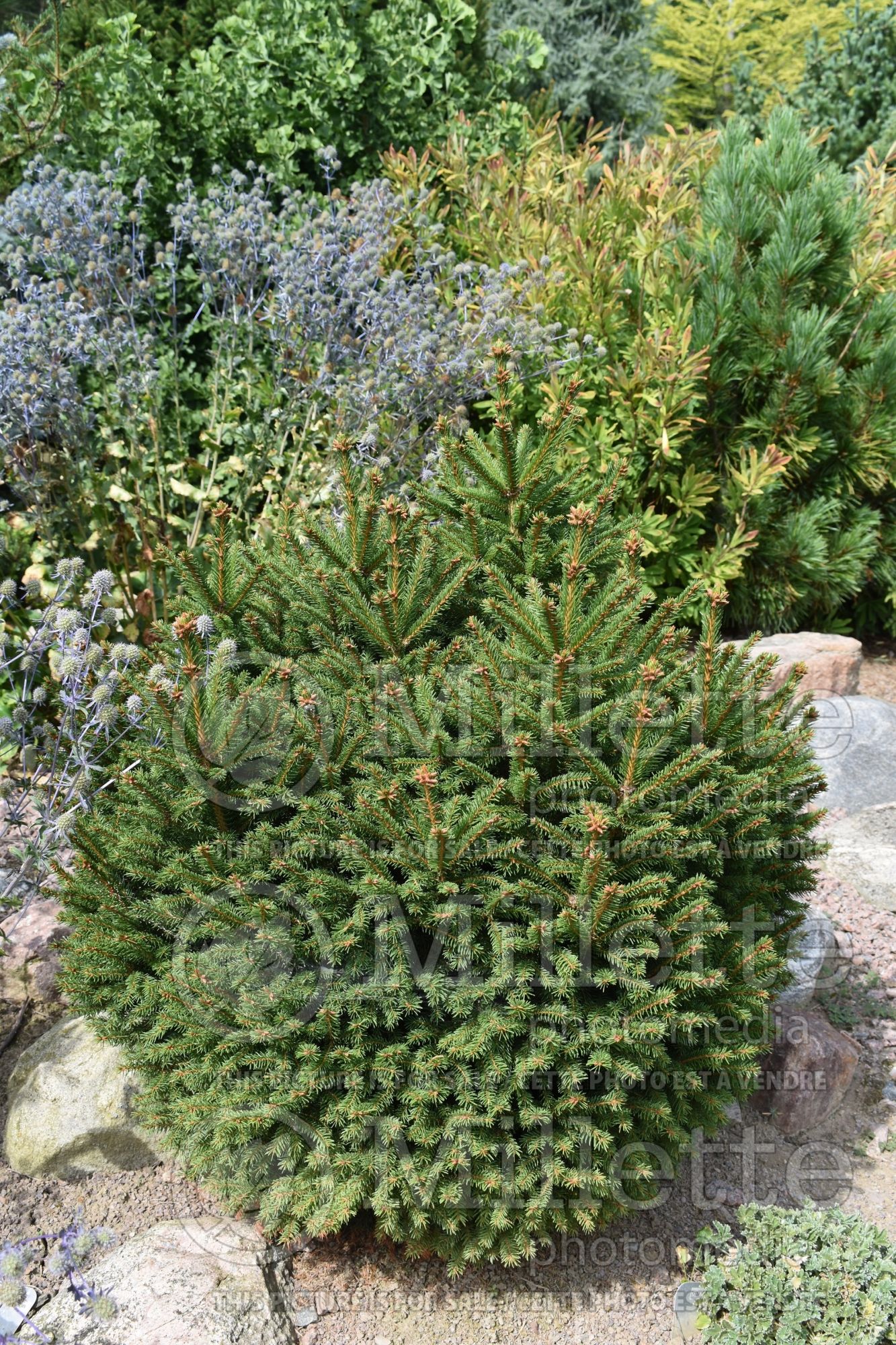 Picea Coolwyn Globe (Spruce conifer) 2