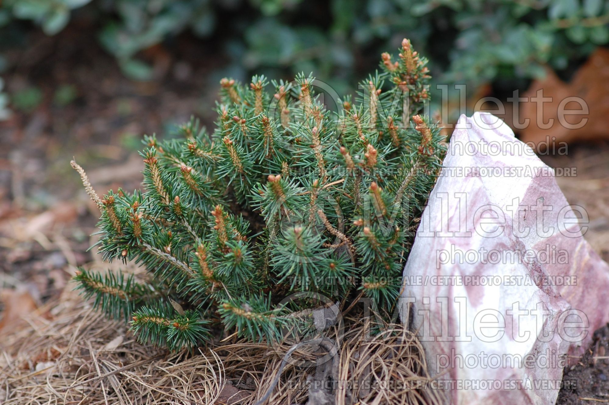 Picea Dan’s Dwarf (Spruce conifer - Épinette) 2
