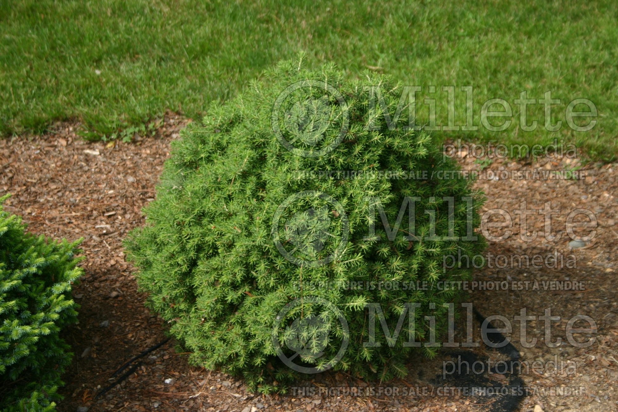 Picea Dan’s Dwarf (Spruce conifer - Épinette) 3