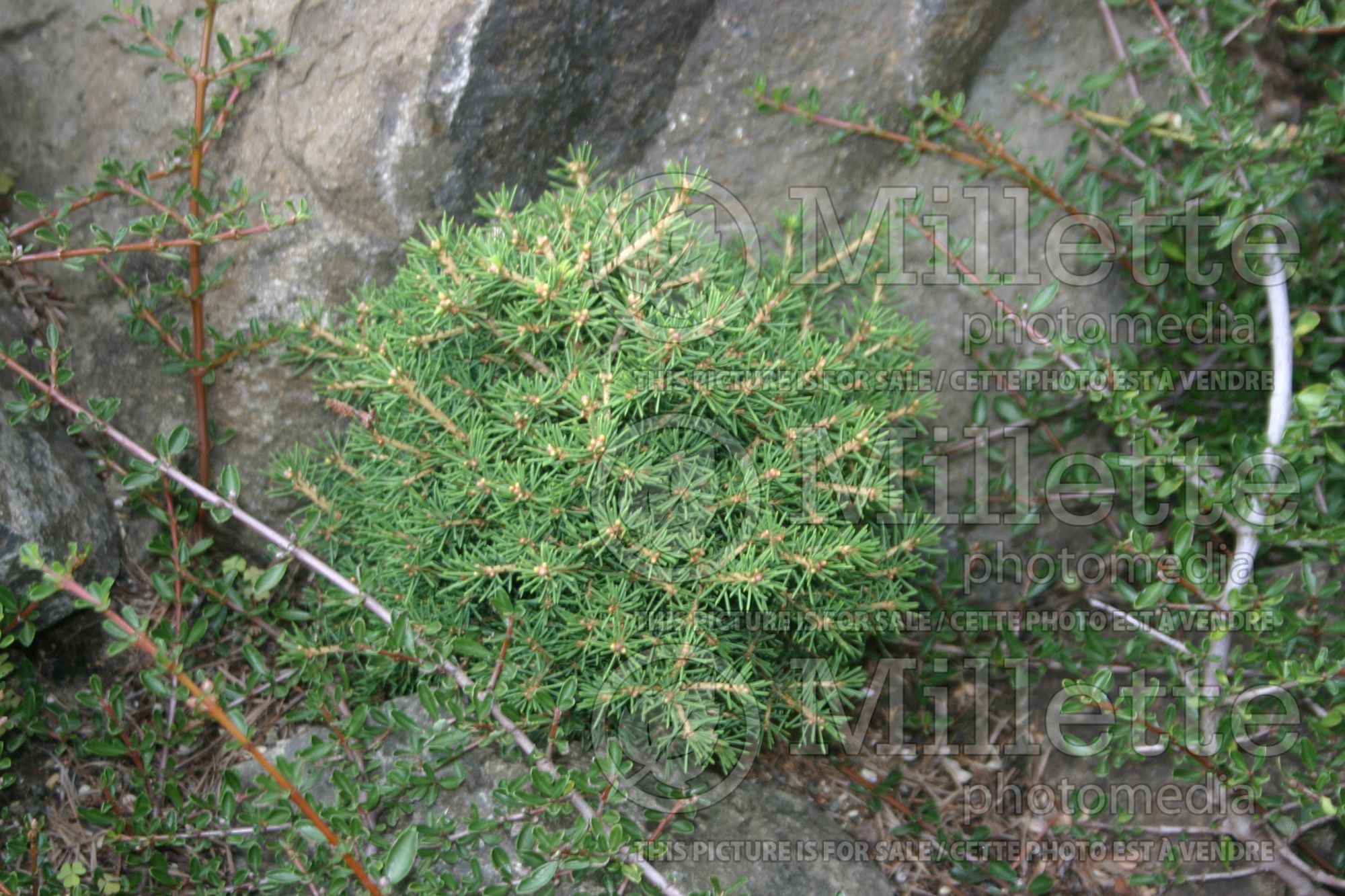 Picea Dan’s Dwarf (Spruce conifer - Épinette) 4