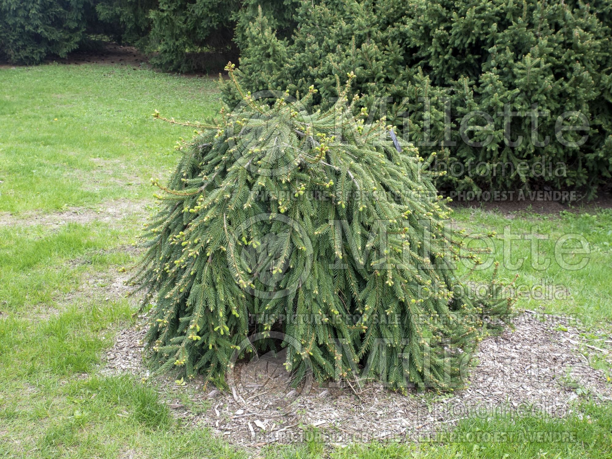 Picea Formanek (Spruce conifer) 2