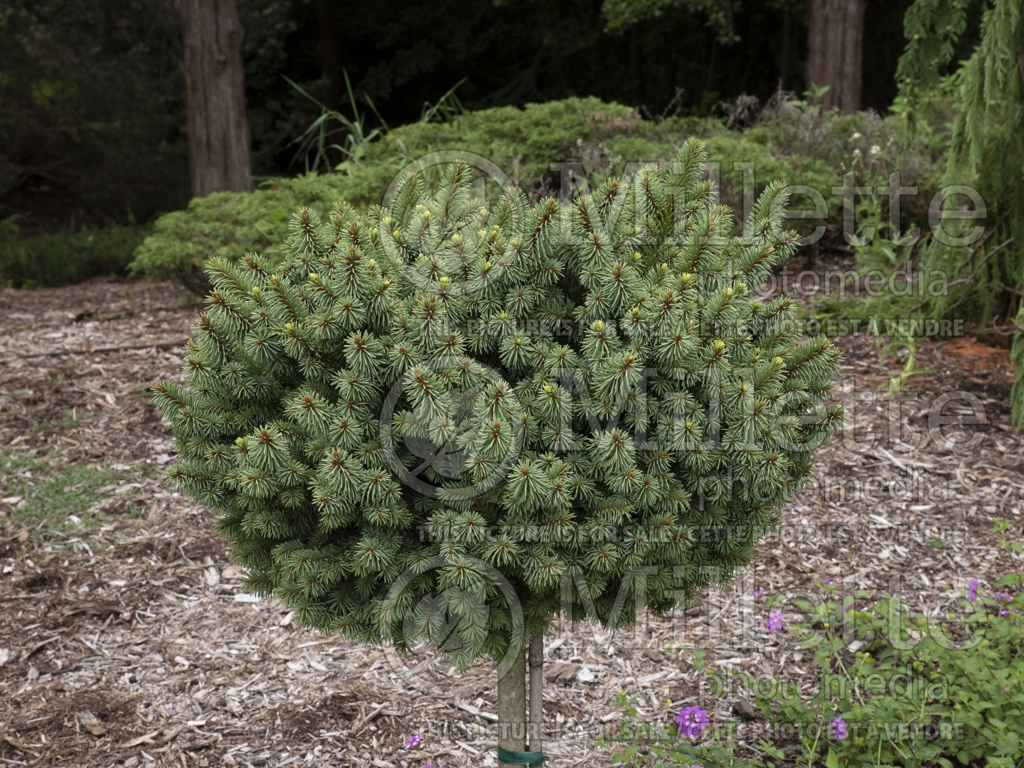 Picea Lanham’s Beehive (Spruce conifer) 5