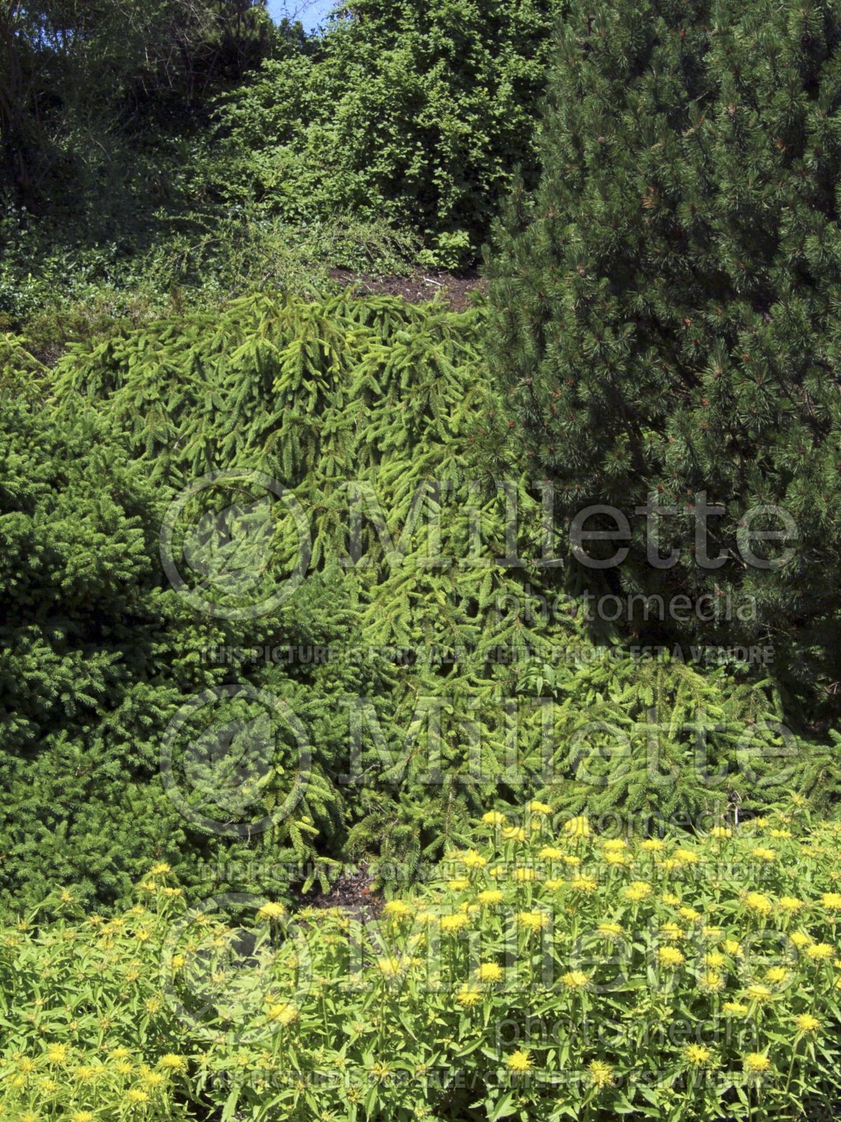 Picea Pendula (Spruce conifer) 16