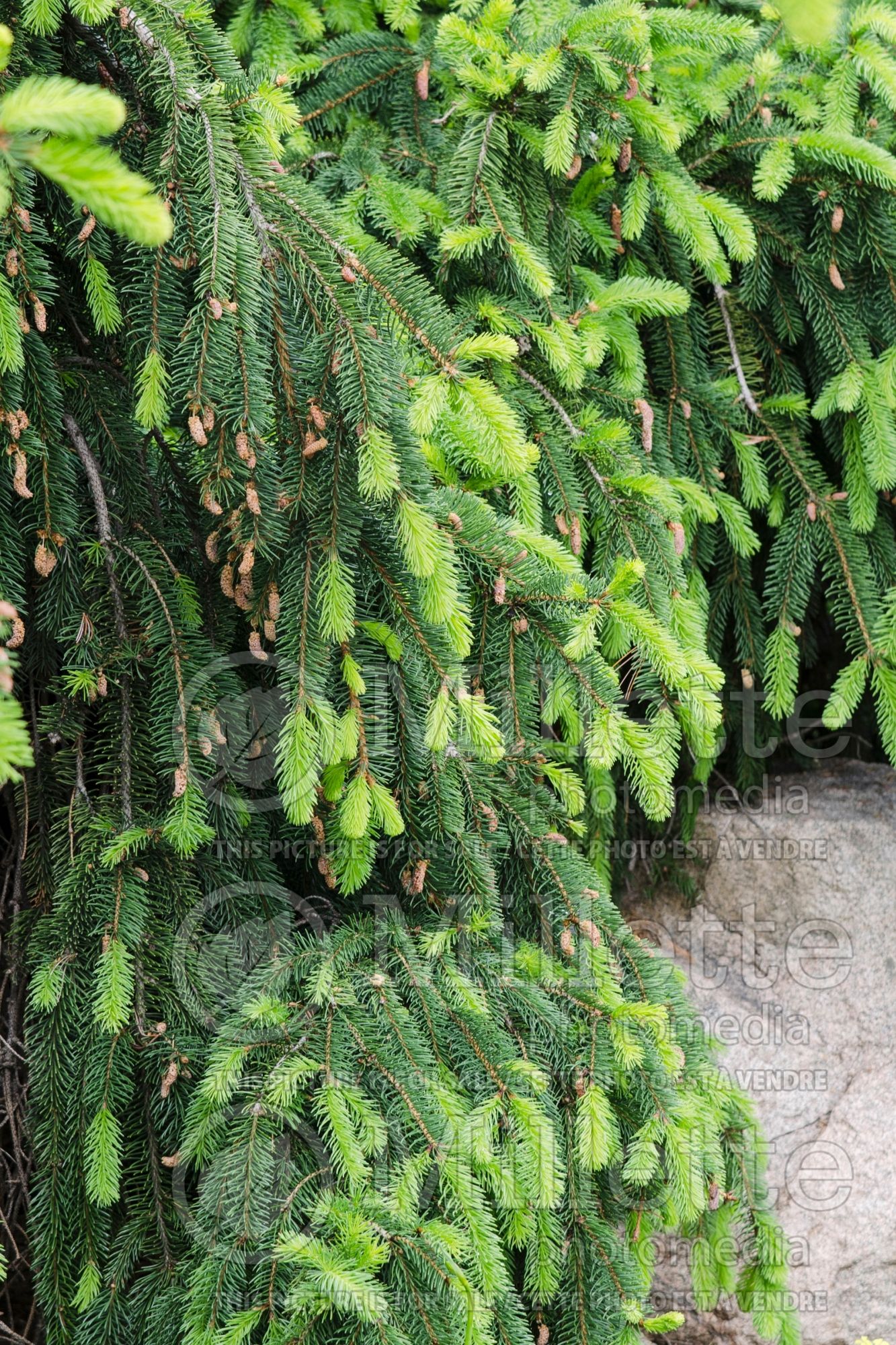 Picea Pendula (Spruce conifer) 20