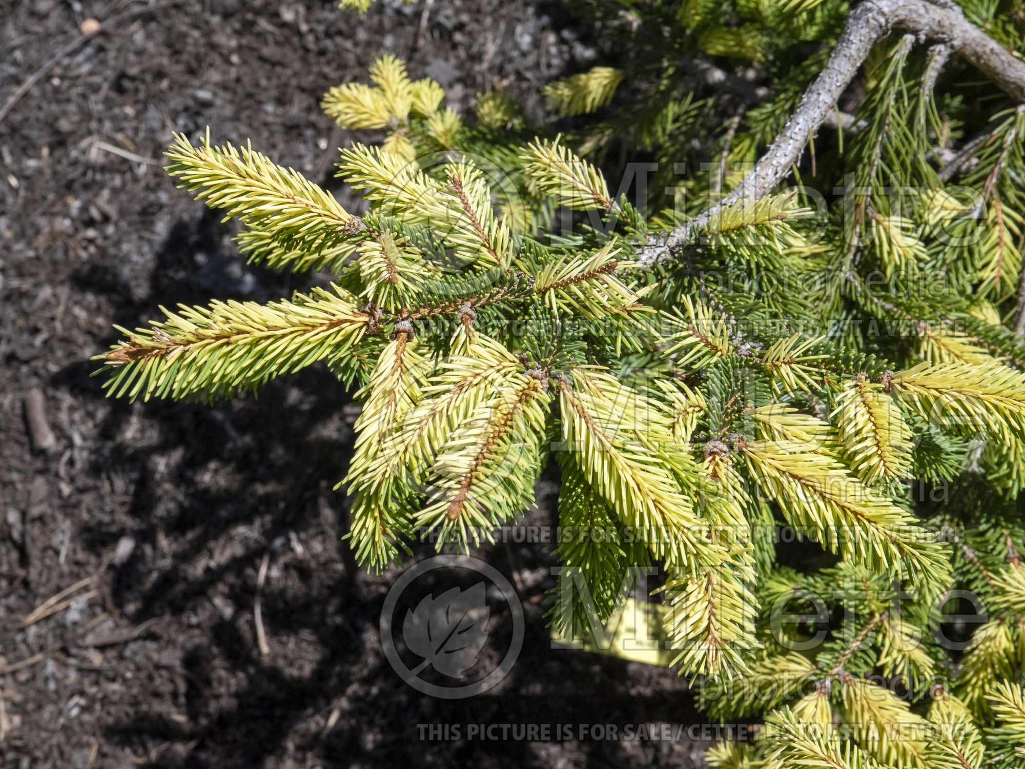 Picea Perry's Gold (Spruce conifer) 2