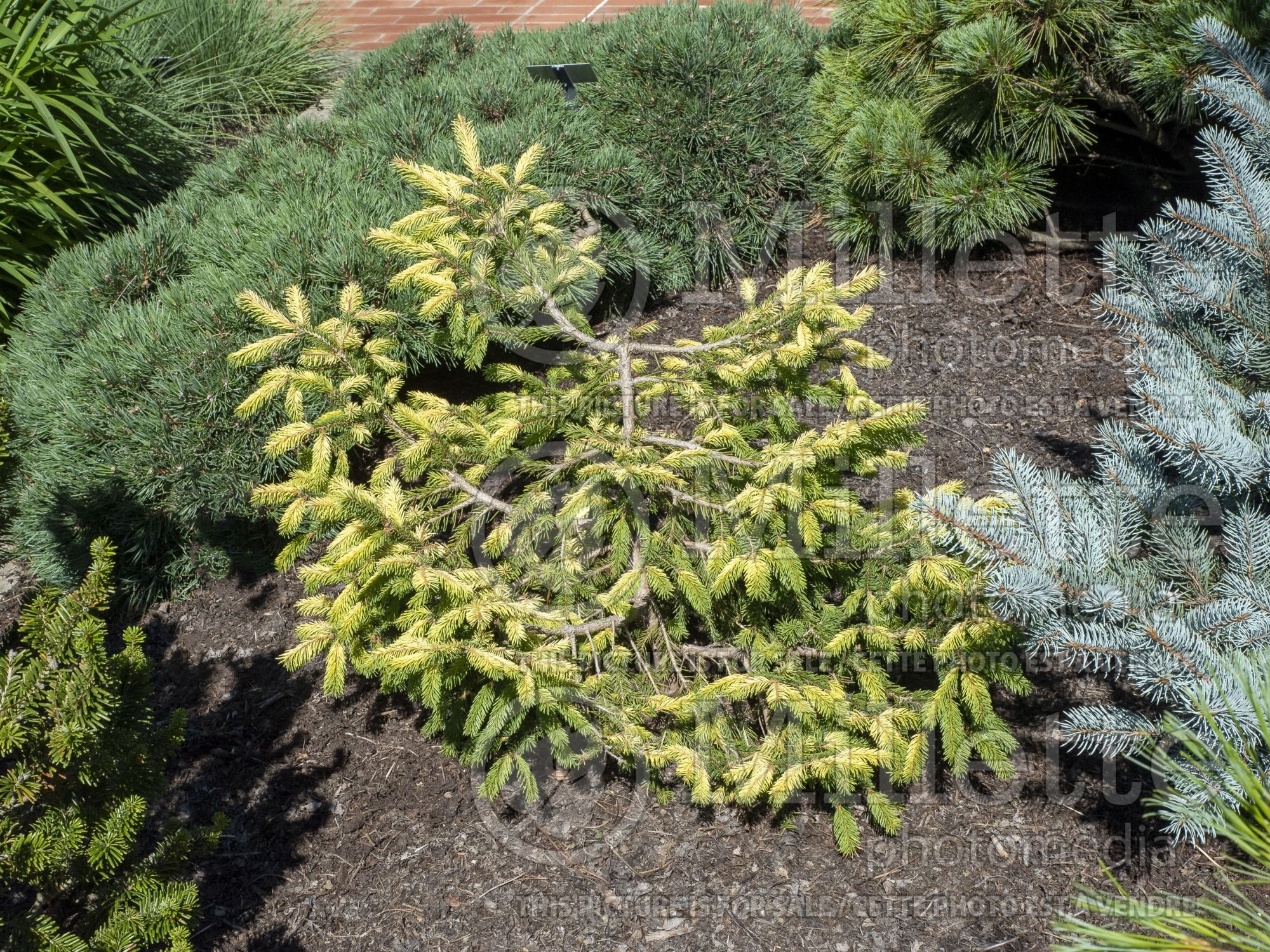 Picea Perry's Gold (Spruce conifer) 1