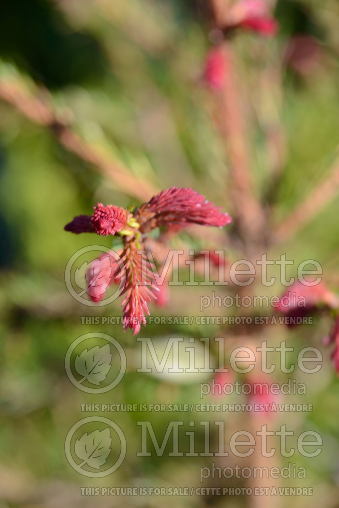Picea Rydal (Spruce conifer) 1