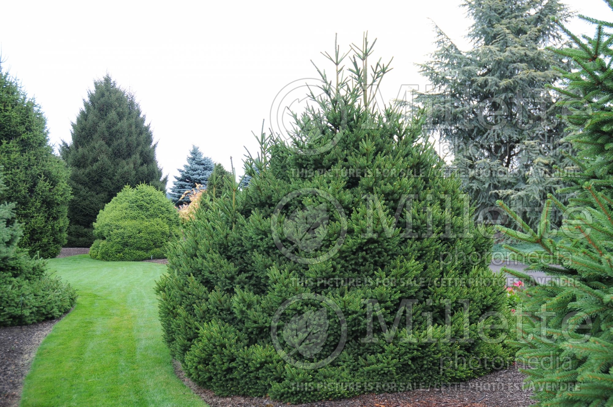 Picea Saint James (Spruce conifer - épinette) 1