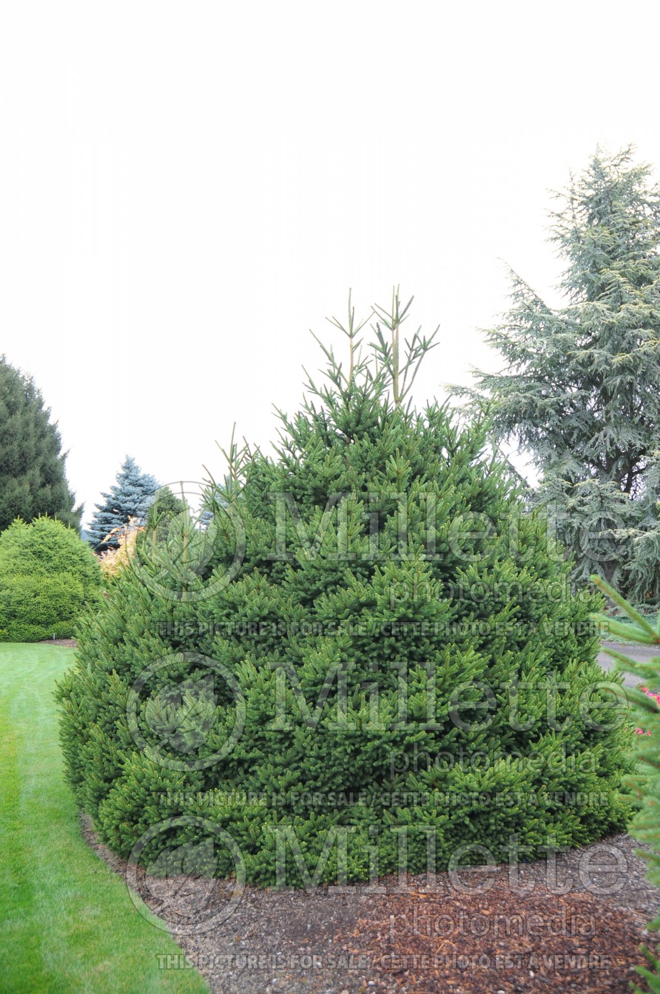 Picea Saint James (Spruce conifer - épinette) 2