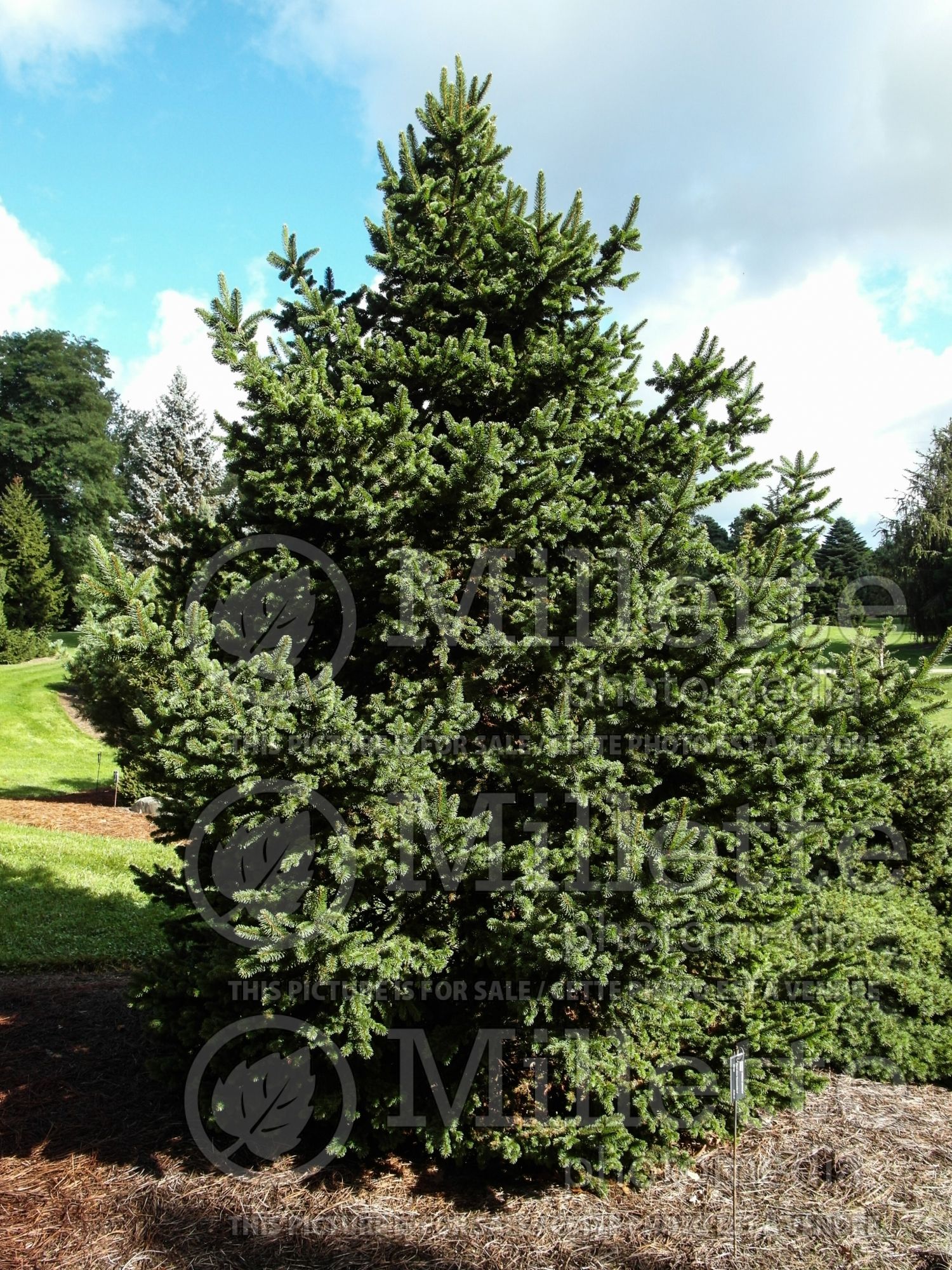 Picea Suncrest (Spruce conifer - épinette) 1