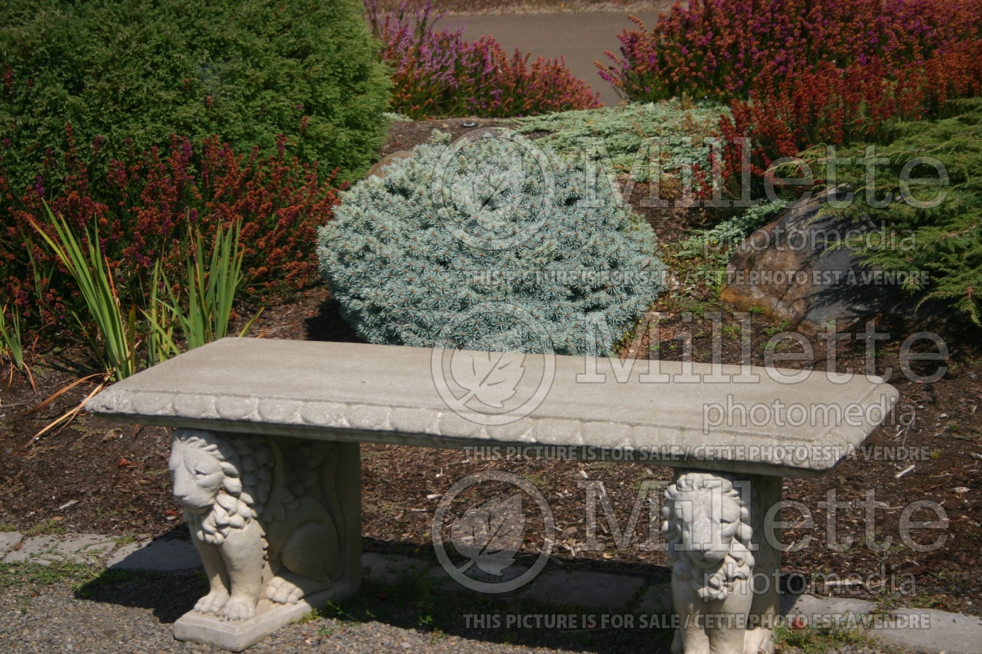 Picea Blue Pearl (Oriental Spruce conifer - épinette) 2