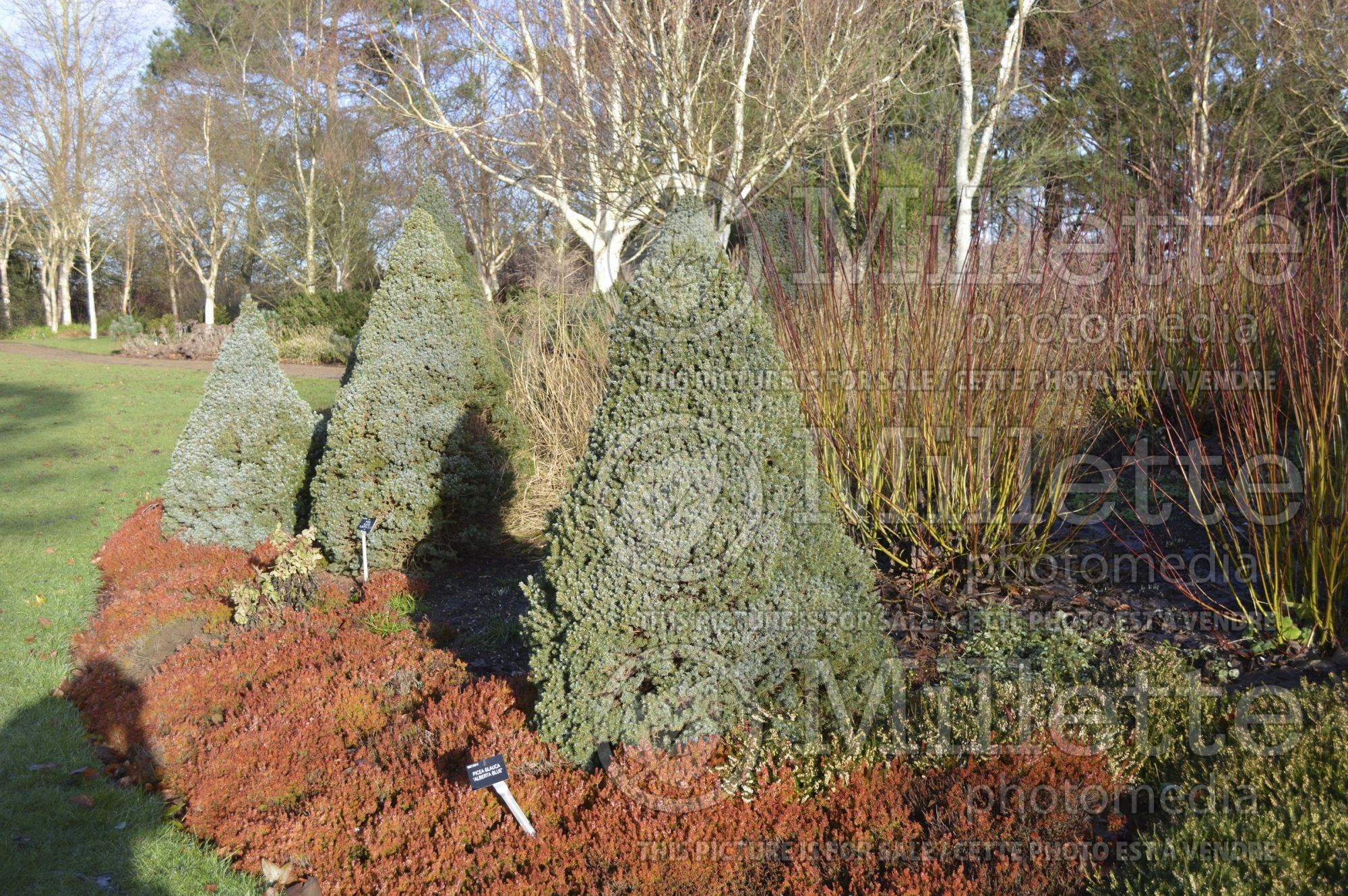 Picea Alberta Blue (Spruce conifer) 3