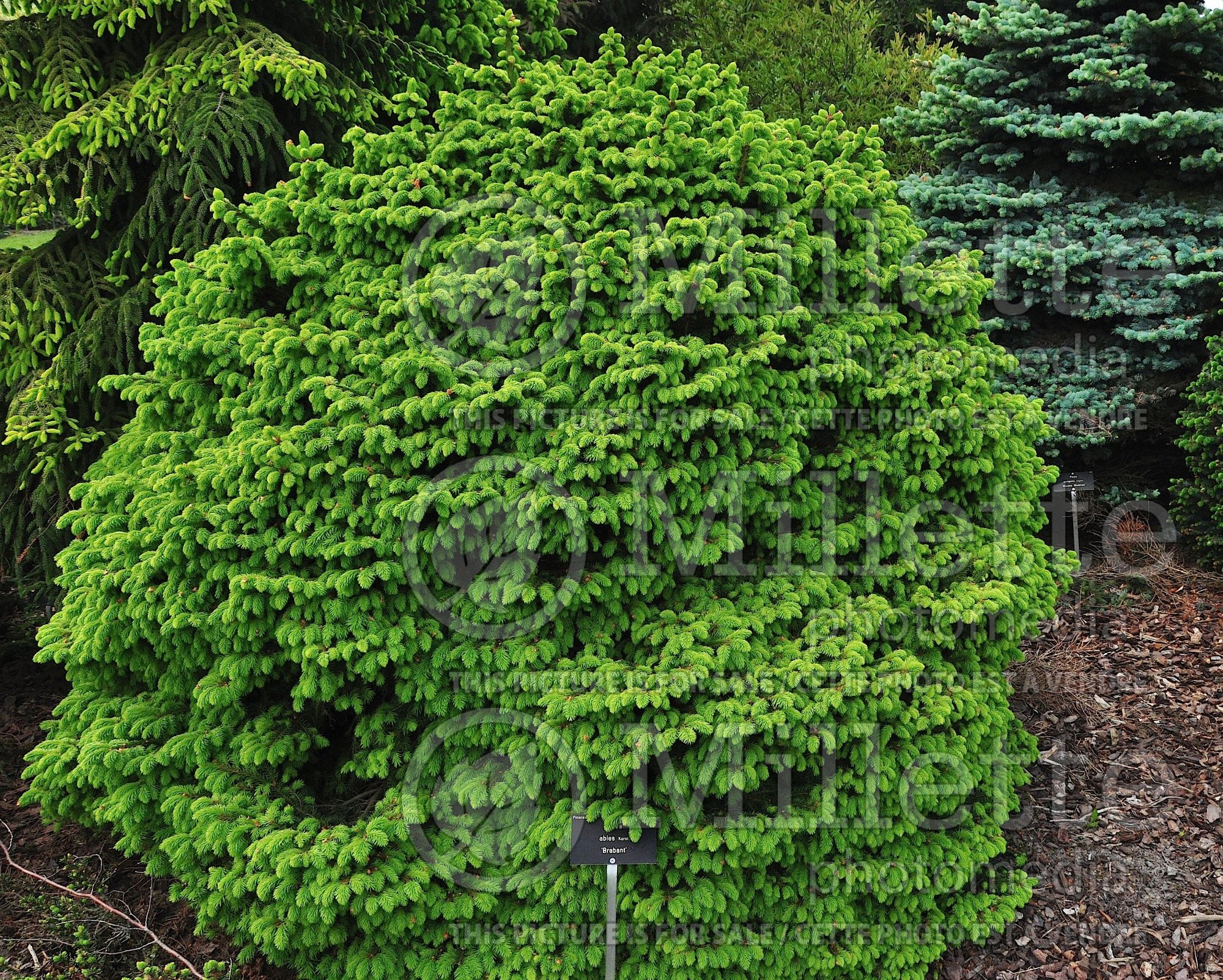 Picea Daisy’s White (Norway spruce conifer - épinette) 8