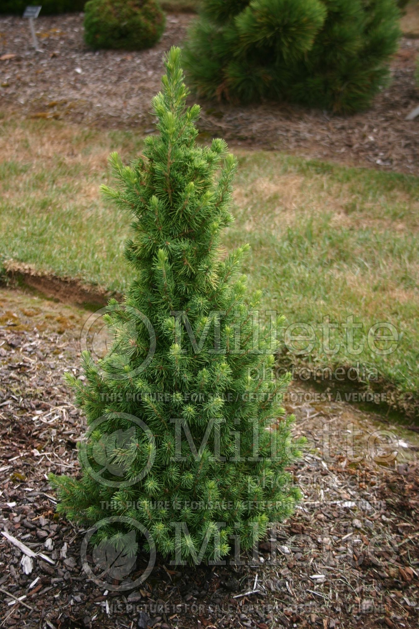 Picea Daisy’s White (Norway spruce conifer - épinette) 3