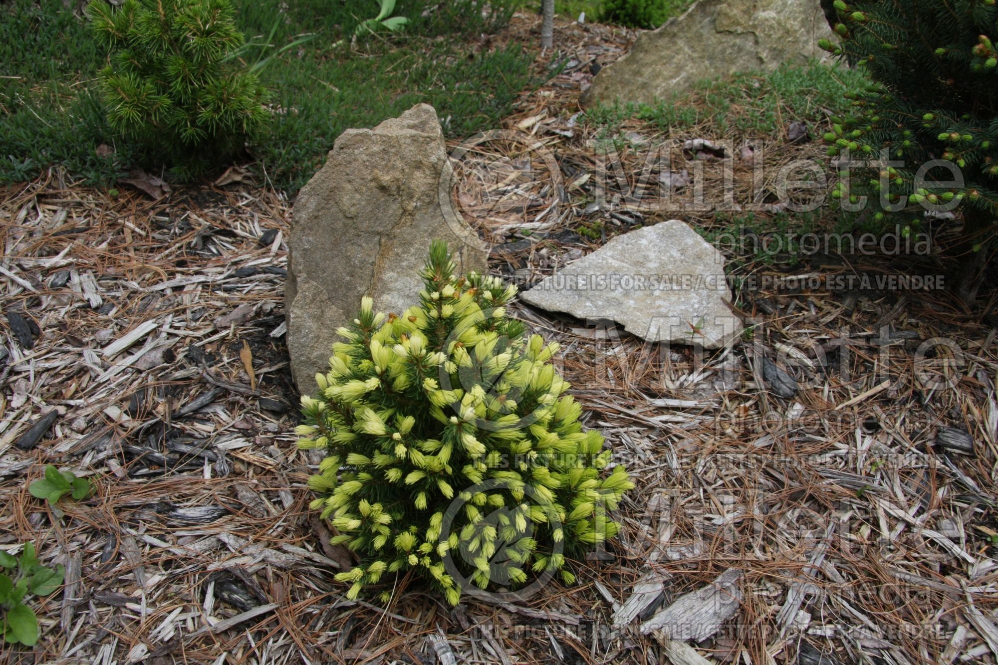 Picea Daisy’s White (Norway spruce conifer - épinette) 4