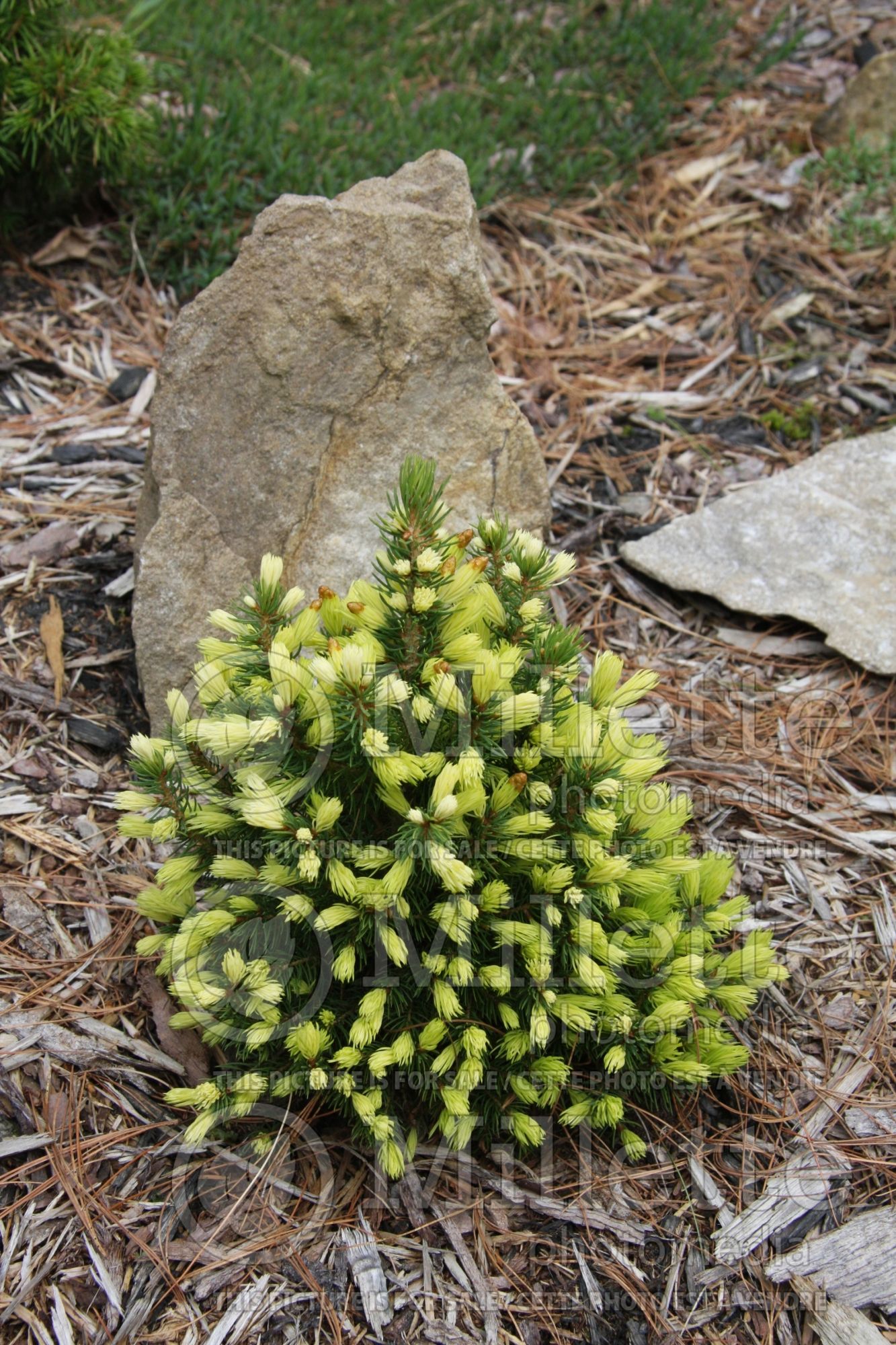 Picea Daisy’s White (Norway spruce conifer - épinette) 5