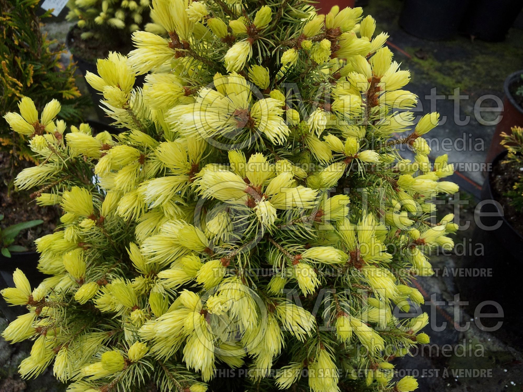 Picea J W Daisy's White (Dwarf White Spruce conifer) 2