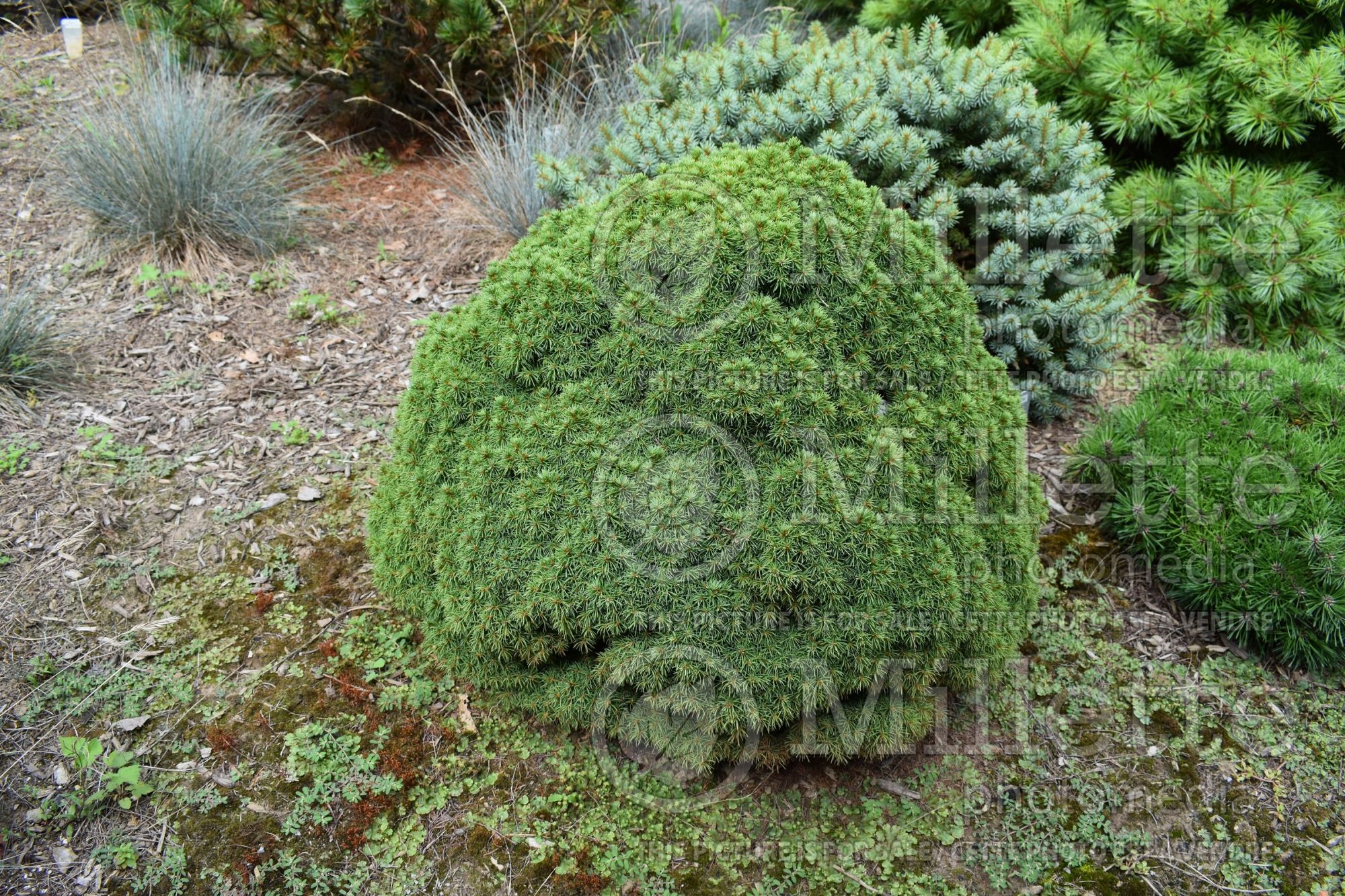 Picea Little Globe (Spruce conifer) 1
