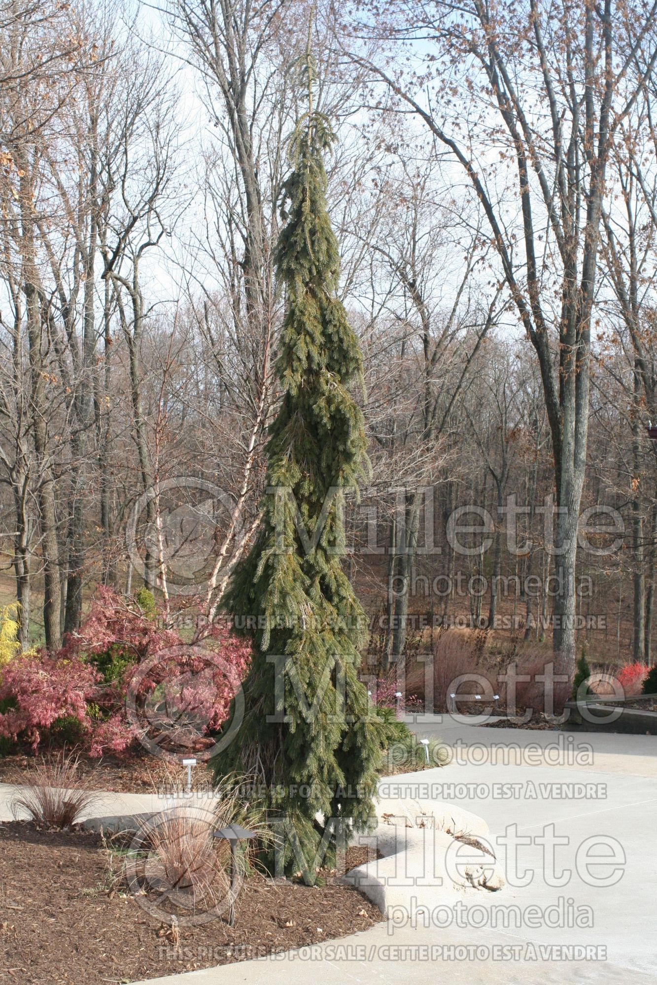Picea Pendula (weeping white spruce conifer) 18