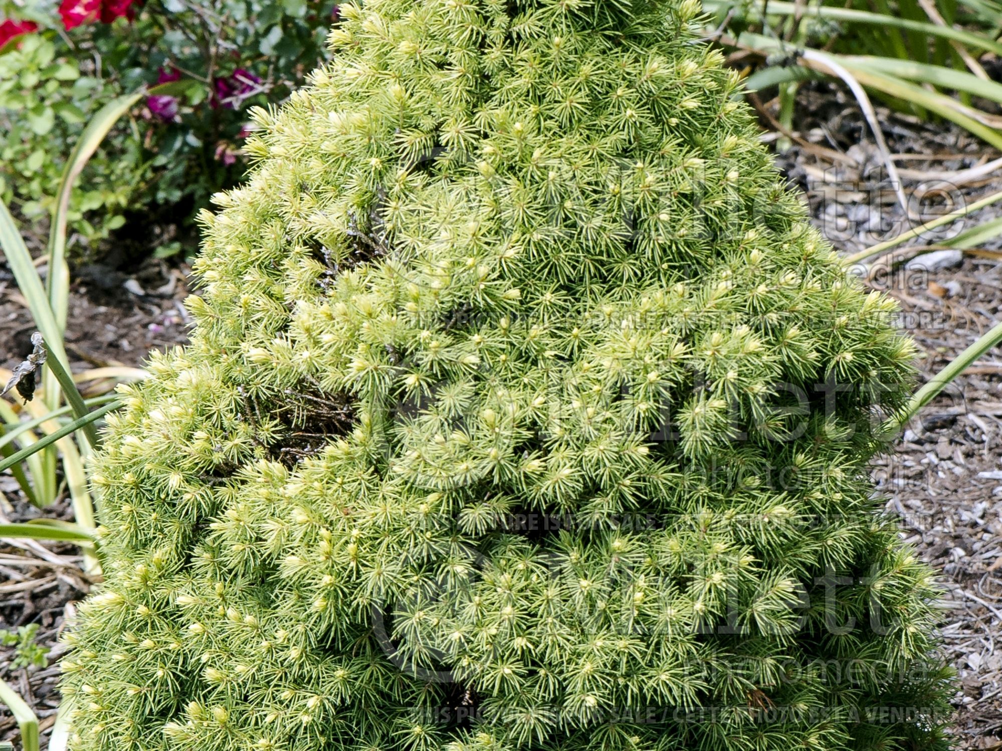 Picea Pixie Dust (Norway spruce conifer - épinette) 7