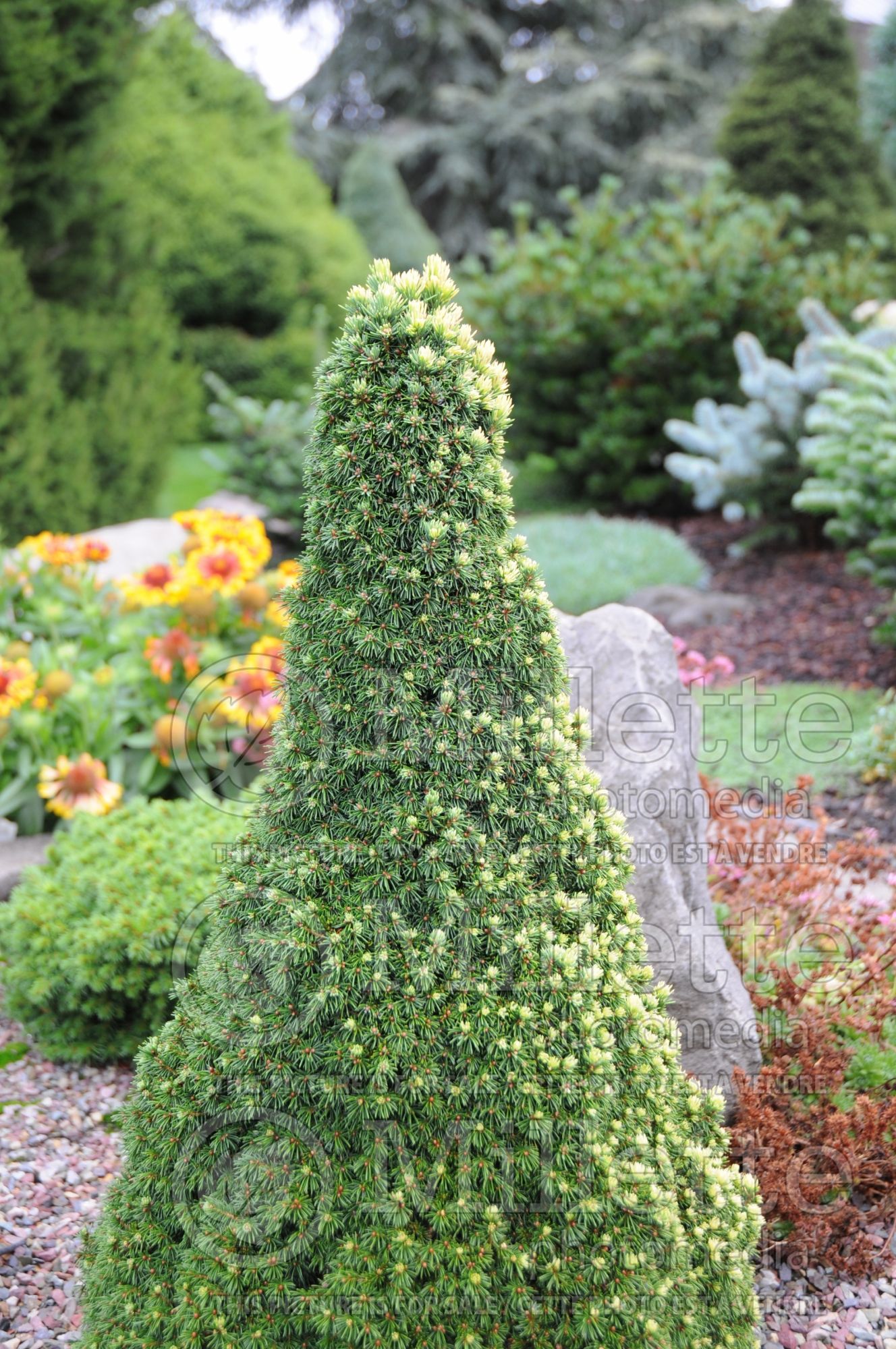 Picea Pixie Dust (Norway spruce conifer - épinette) 4