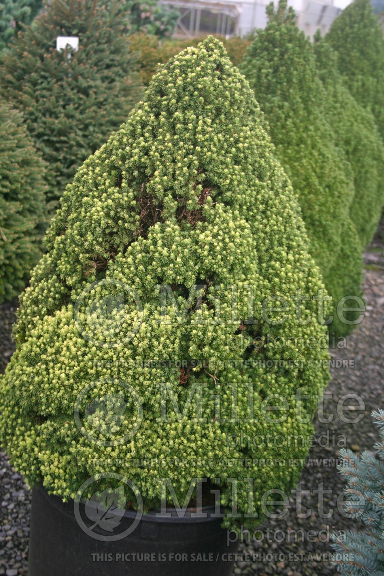 Picea Pixie Dust (Norway spruce conifer - épinette) 6