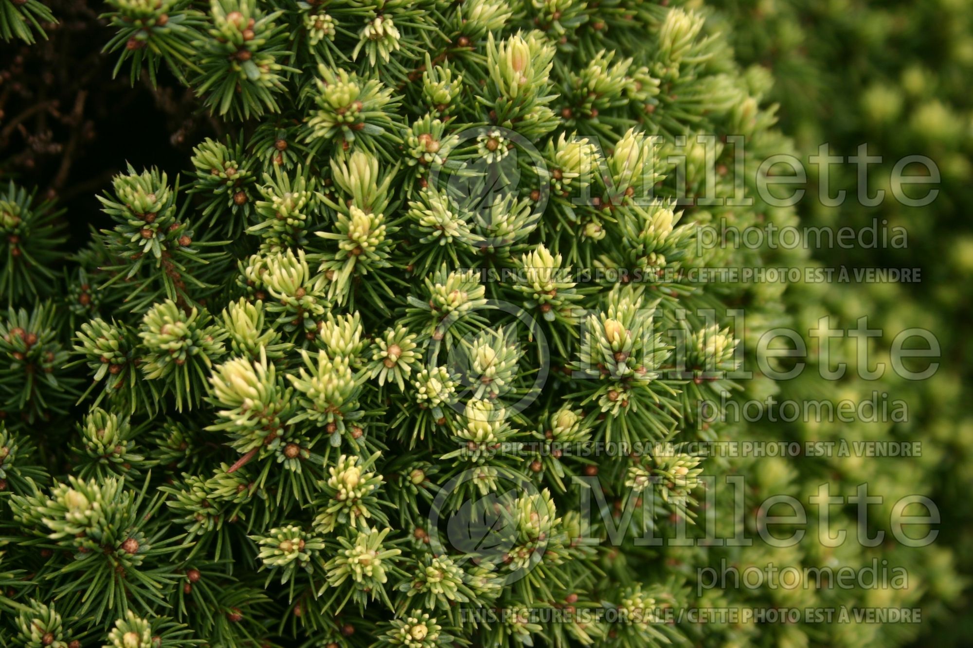 Picea Pixie Dust (Norway spruce conifer - épinette) 8