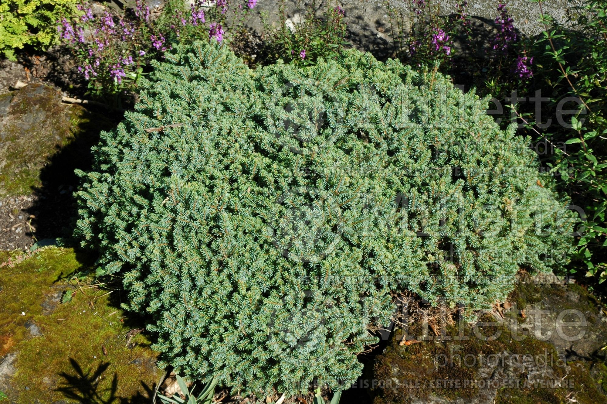 Picea Nana (Spruce conifer - épinette) 5
