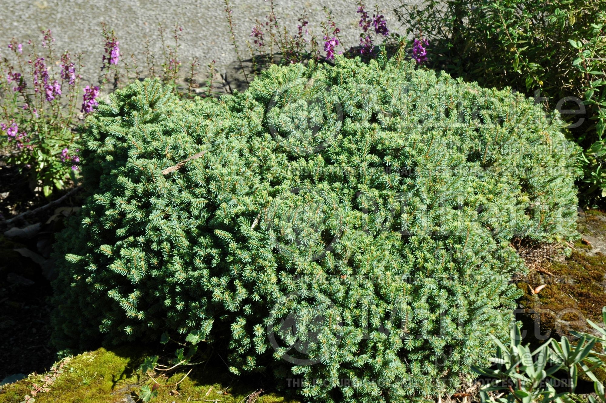Picea Nana (Spruce conifer - épinette) 6