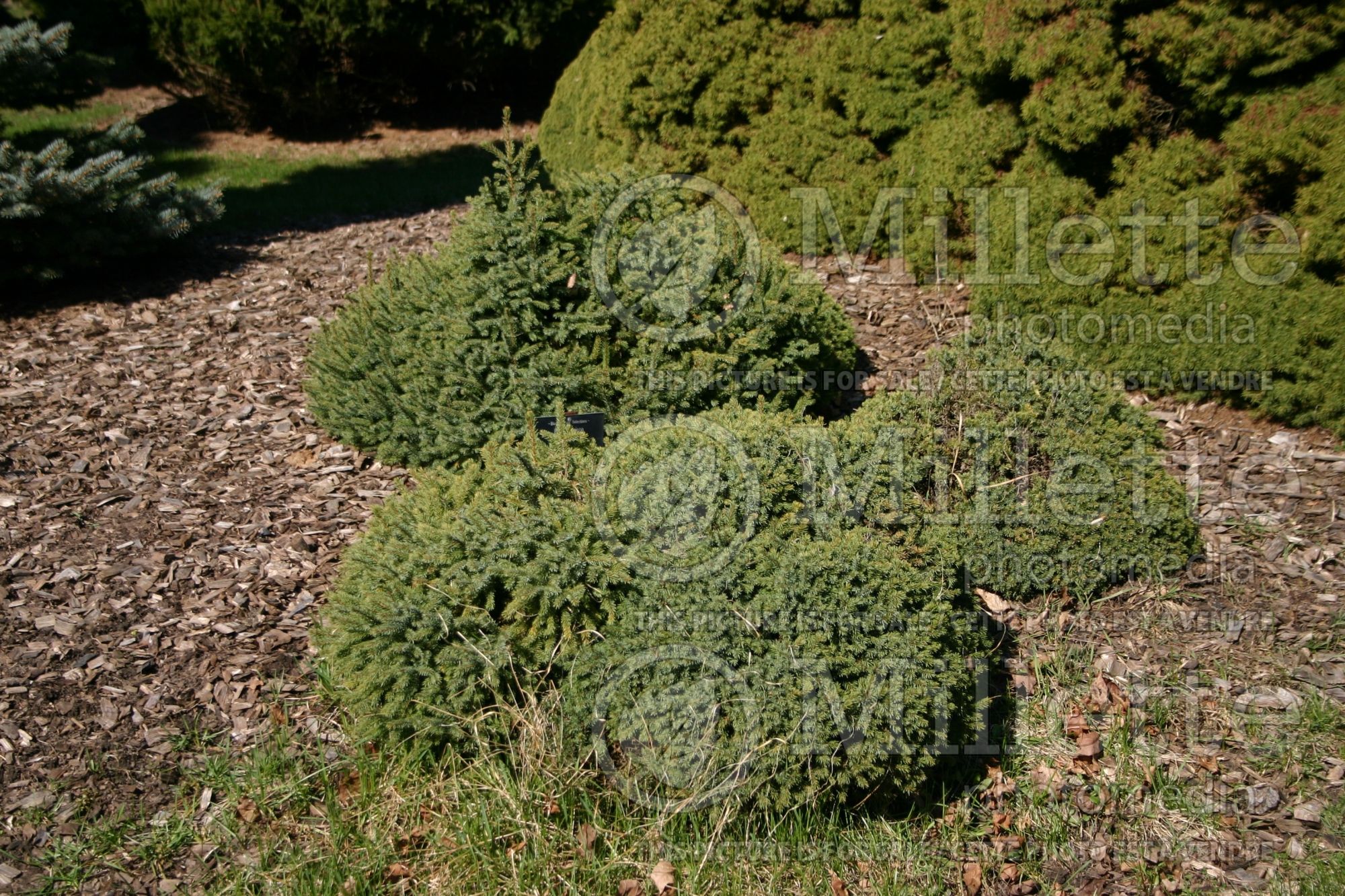 Picea Nana (Spruce conifer - épinette) 4