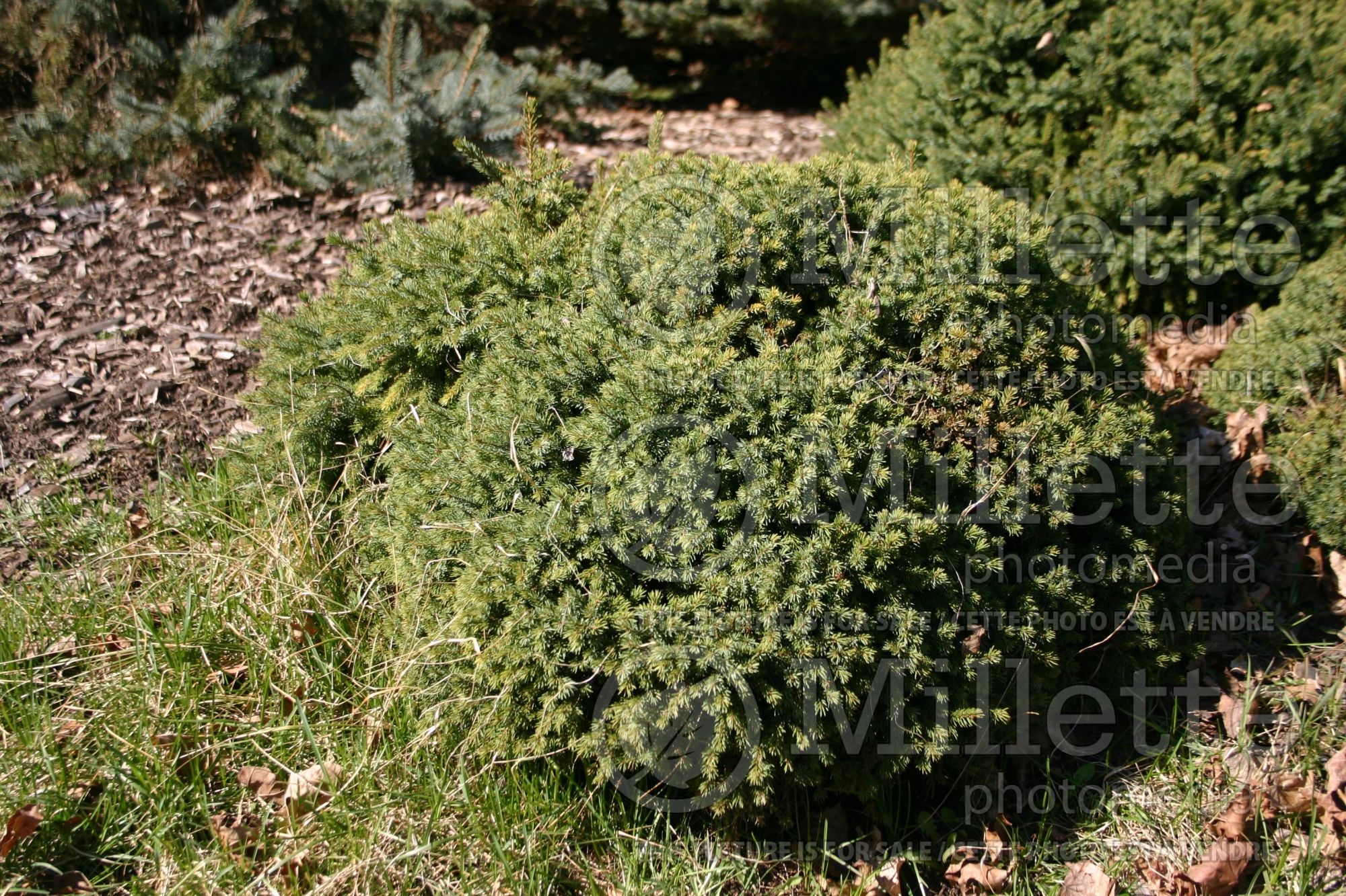 Picea Nana (Spruce conifer - épinette) 3